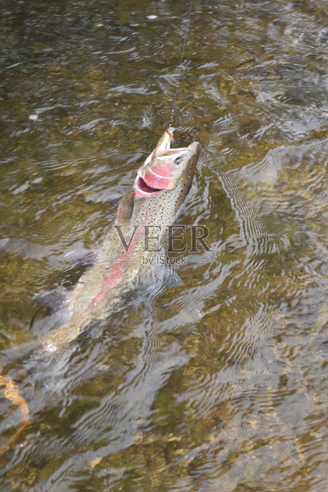 鳟鱼揭幕战2022照片摄影图片