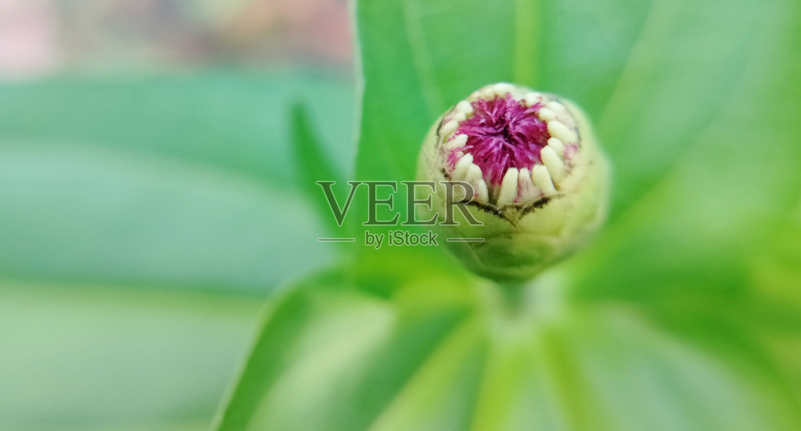 百日菊花蕾纹理优美照片摄影图片