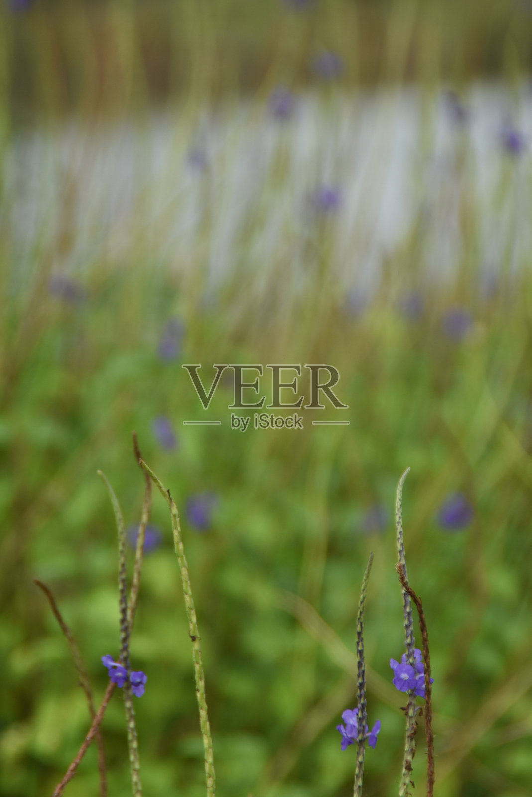 开花的草照片摄影图片