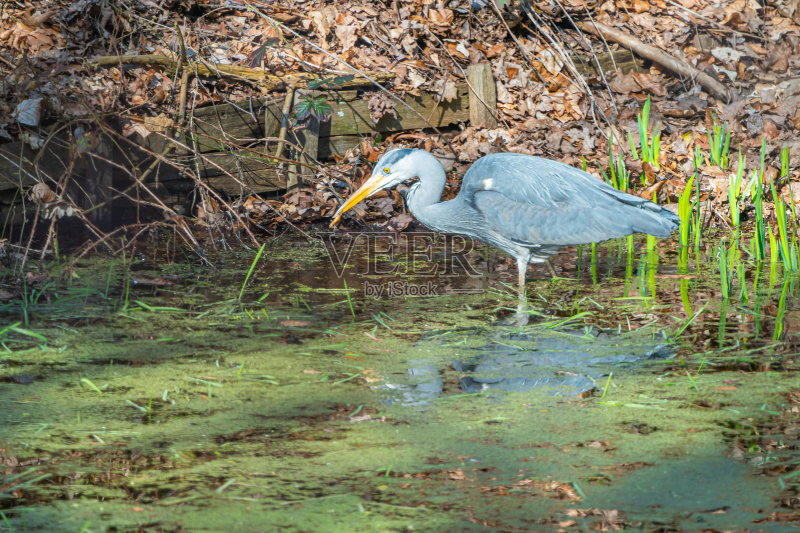 格劳雷赫照片摄影图片