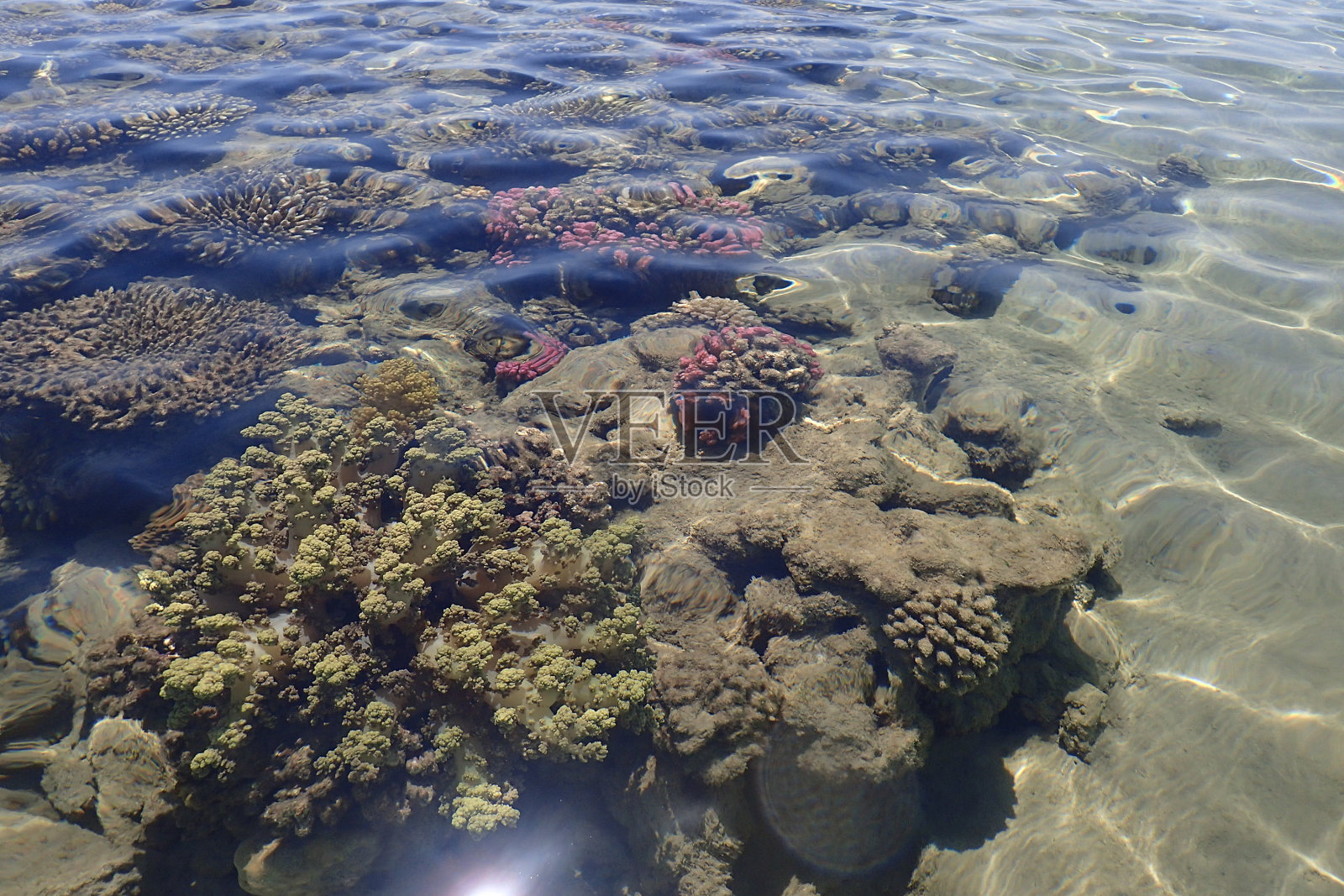 埃及的珊瑚海照片摄影图片