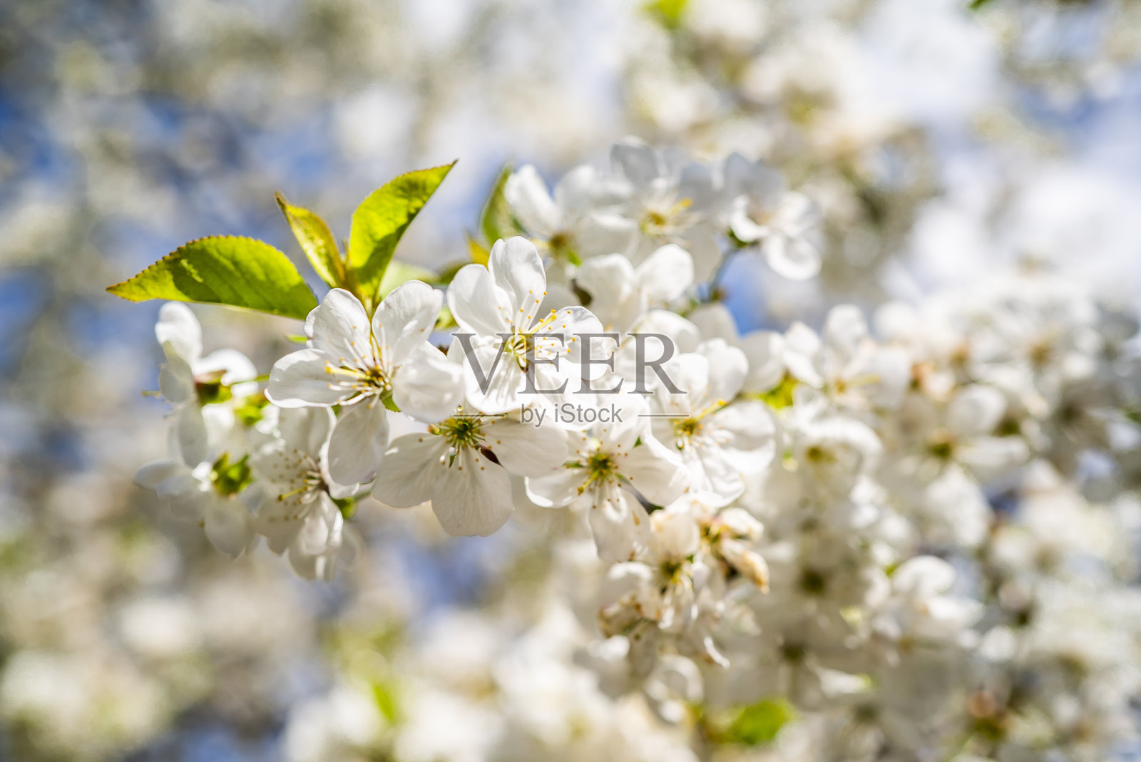 树上开着白色小花的樱花。照片摄影图片