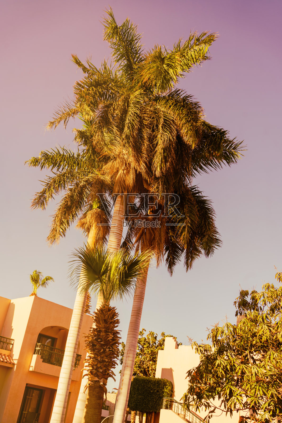 以棕榈树为背景的夕阳天空照片摄影图片