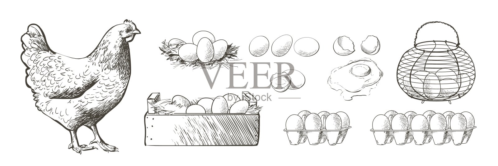 鸡,鸡,鸟。家禽、肉鸡、农场动物饲养。复古的复活节卡片。鸡蛋包装设计。写实素描,线条,轮廓,雕刻插图。插画图片素材
