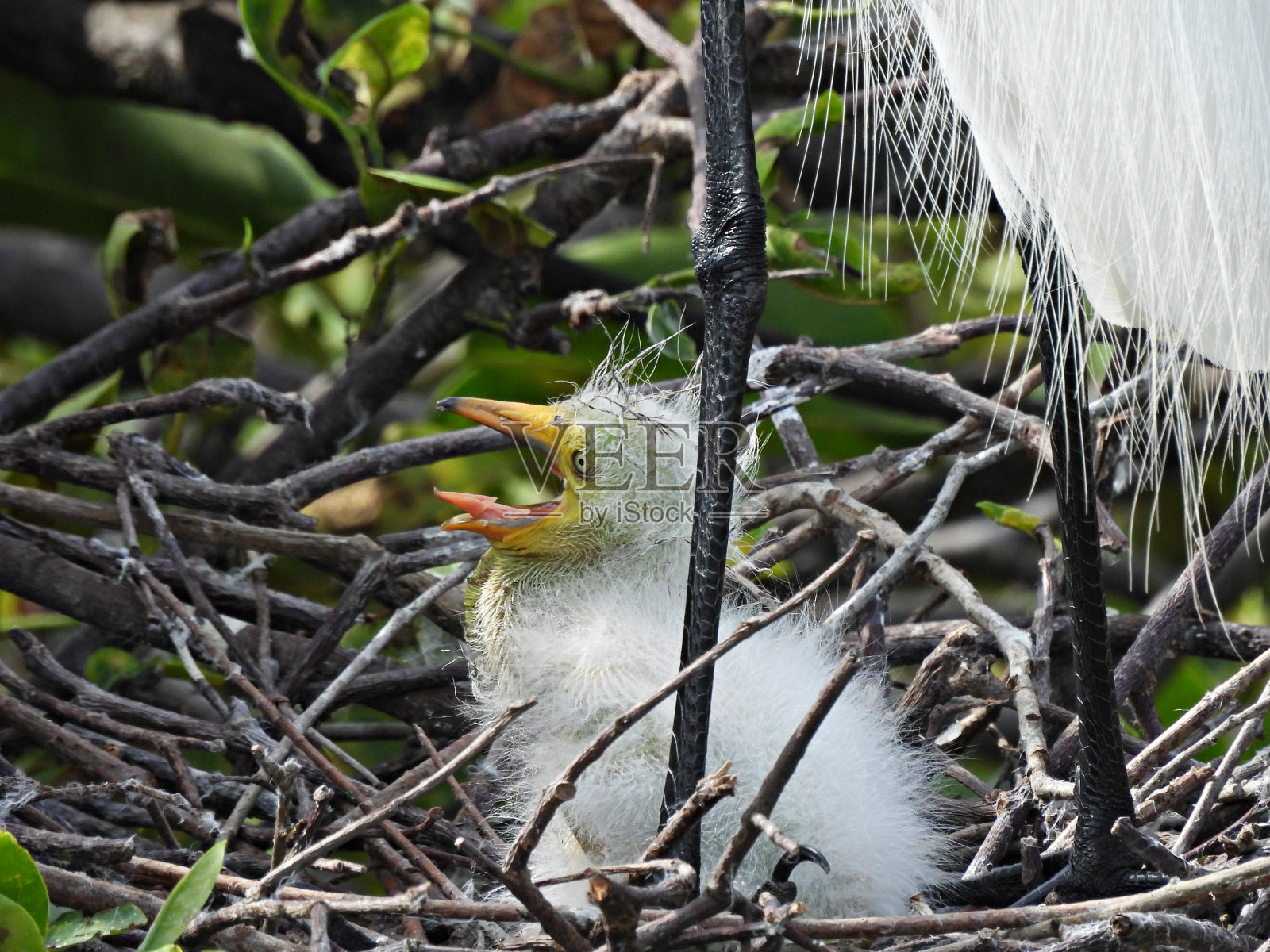 大白鹭(Ardea alba) -窝中的幼鹭照片摄影图片