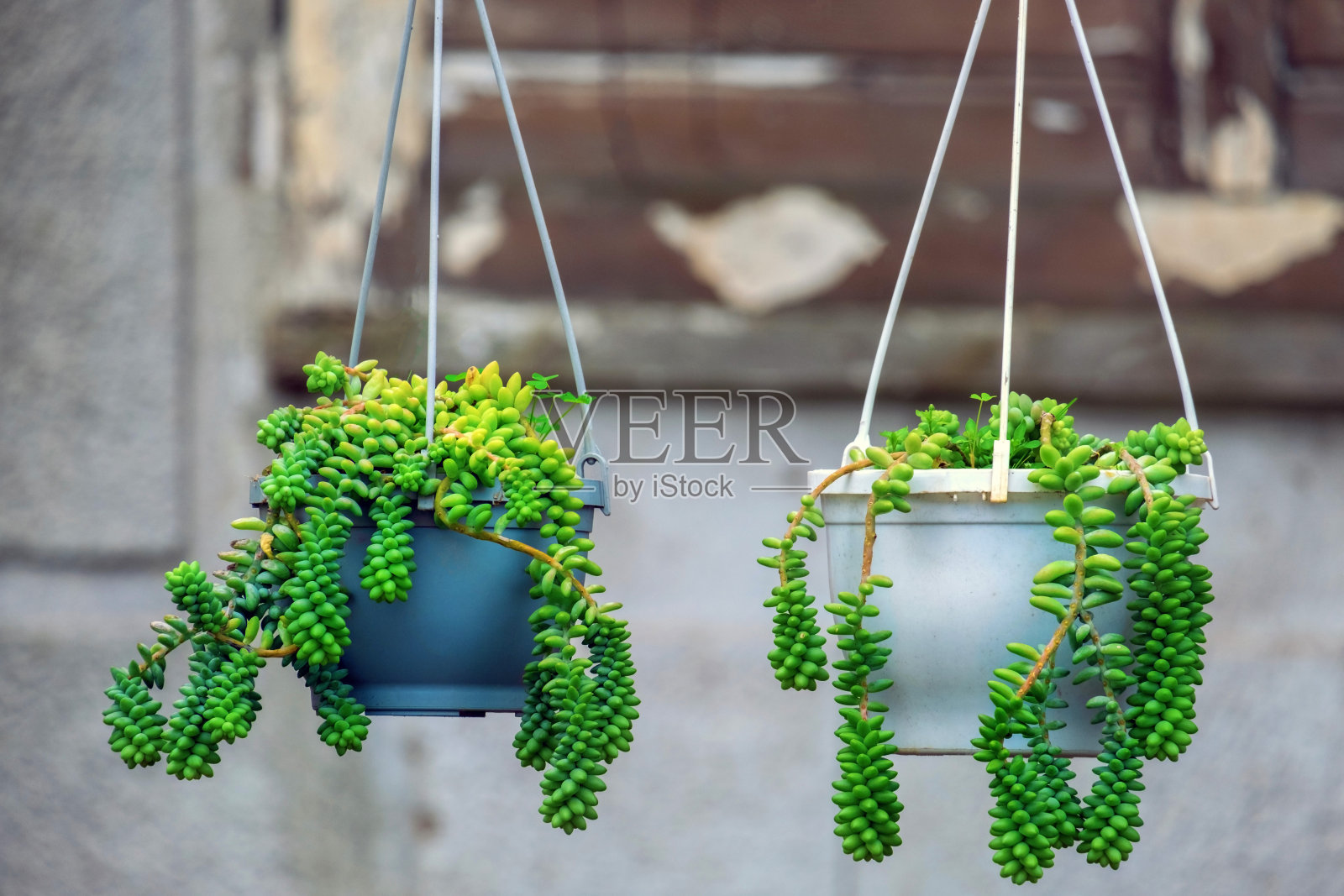 两个种植多肉植物的花盆挂在露台上。模糊背景,留出文字空间。家庭园艺概念。照片摄影图片