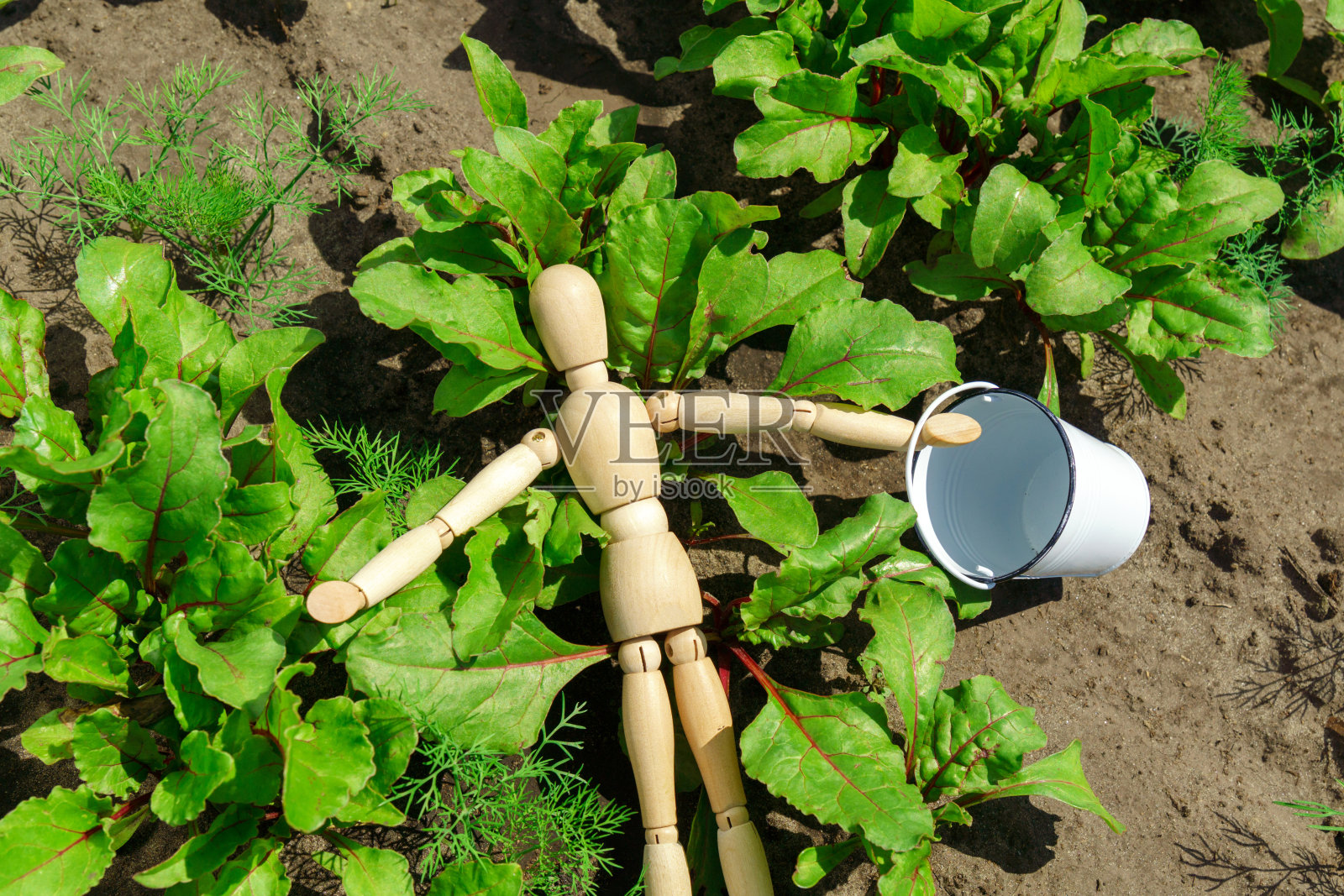 在花园里种小甜菜。用木假人收割的概念,选择性聚焦照片摄影图片