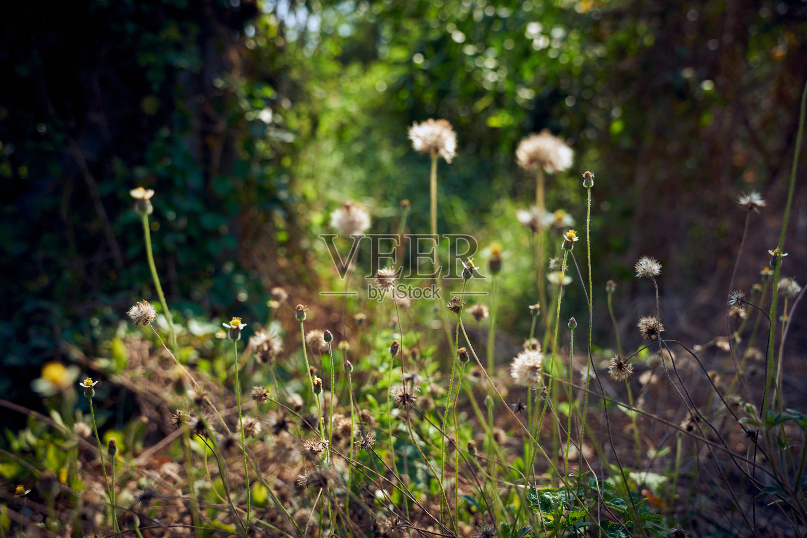小白花或雏菊花在绿草模糊散景背景照片摄影图片
