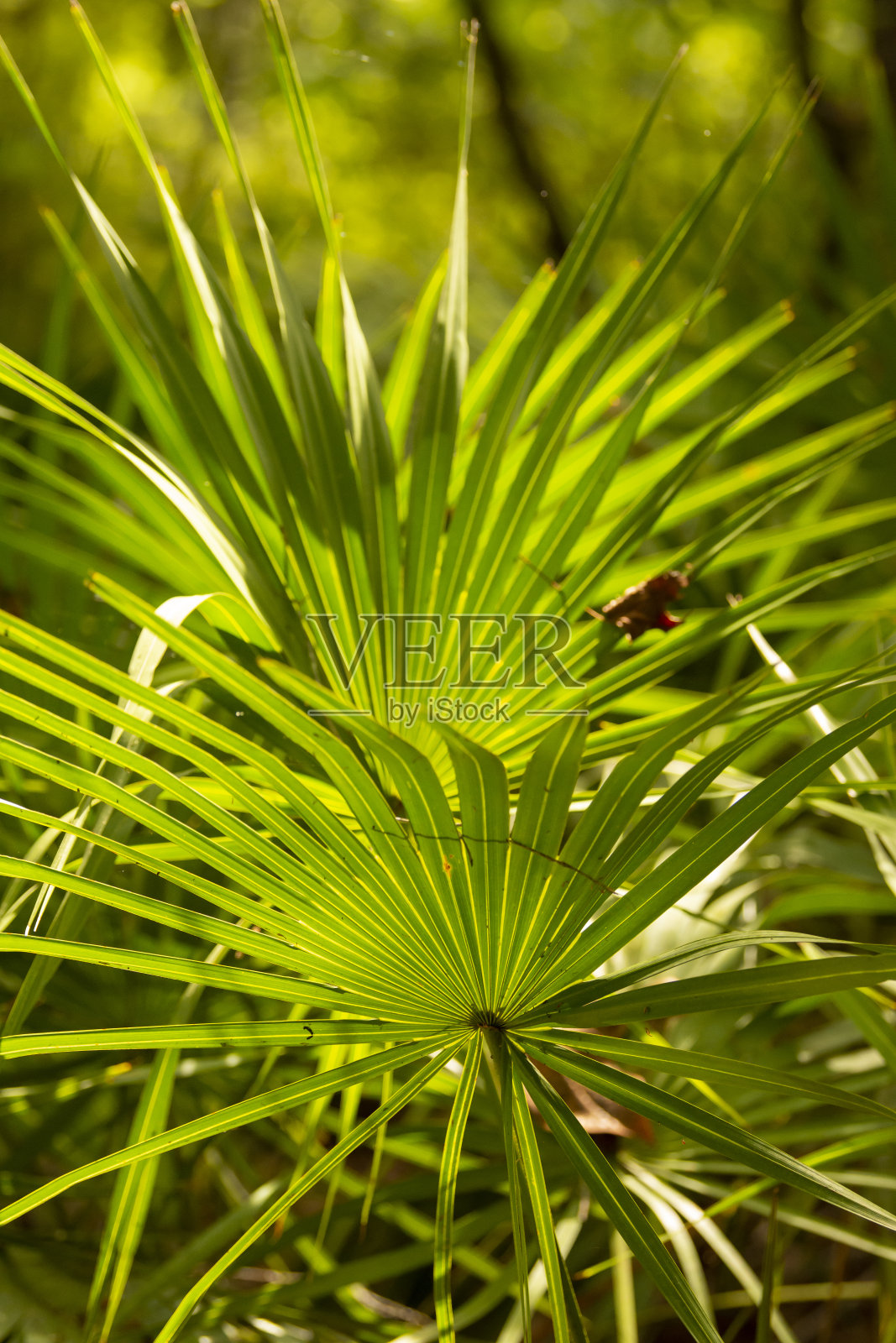 一对背光锯棕榈叶在明亮的森林林下照片摄影图片