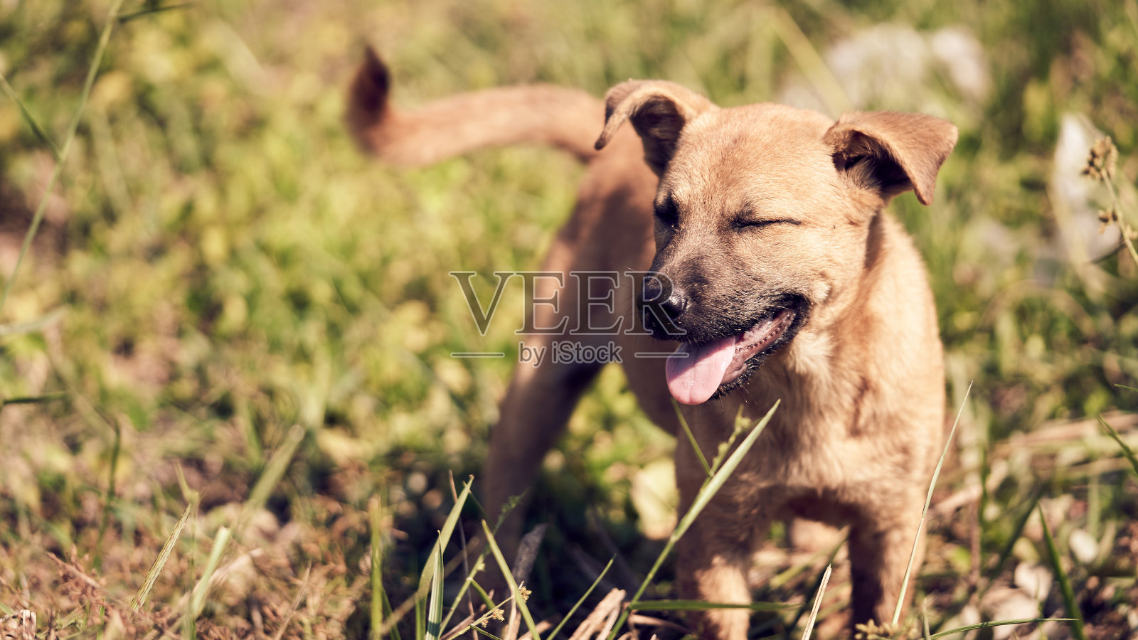 一只小狗在绿色的草地上,看起来很快乐的背景与复制空间照片摄影图片