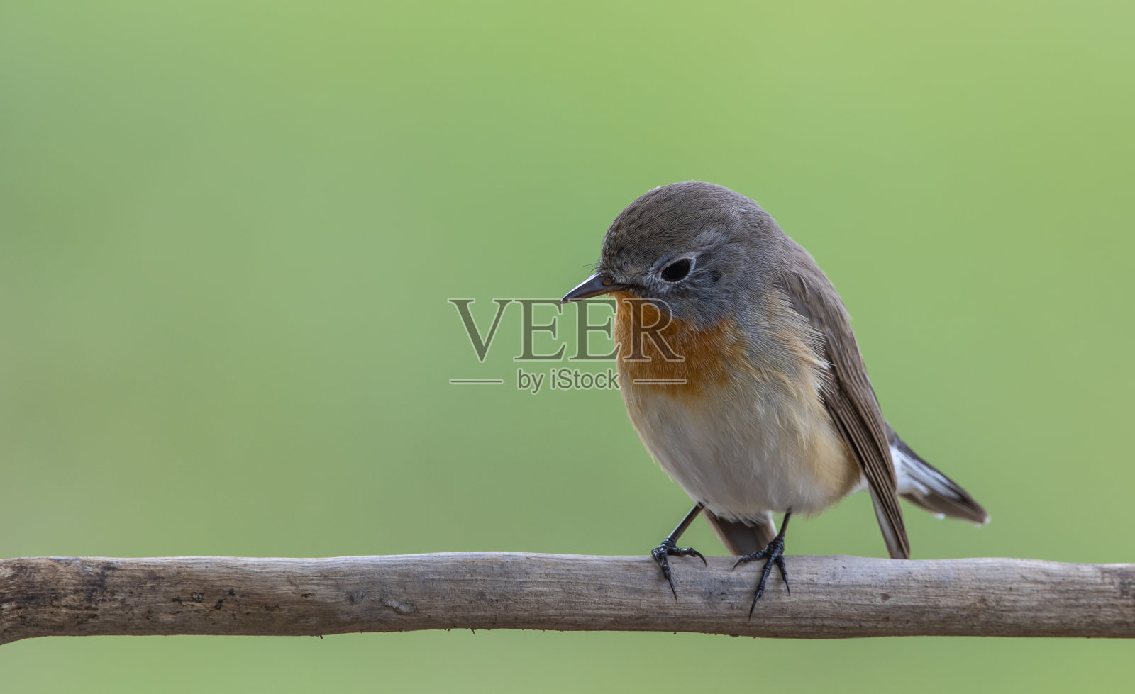 红胸捕蝇草在树枝上的动物画像。照片摄影图片