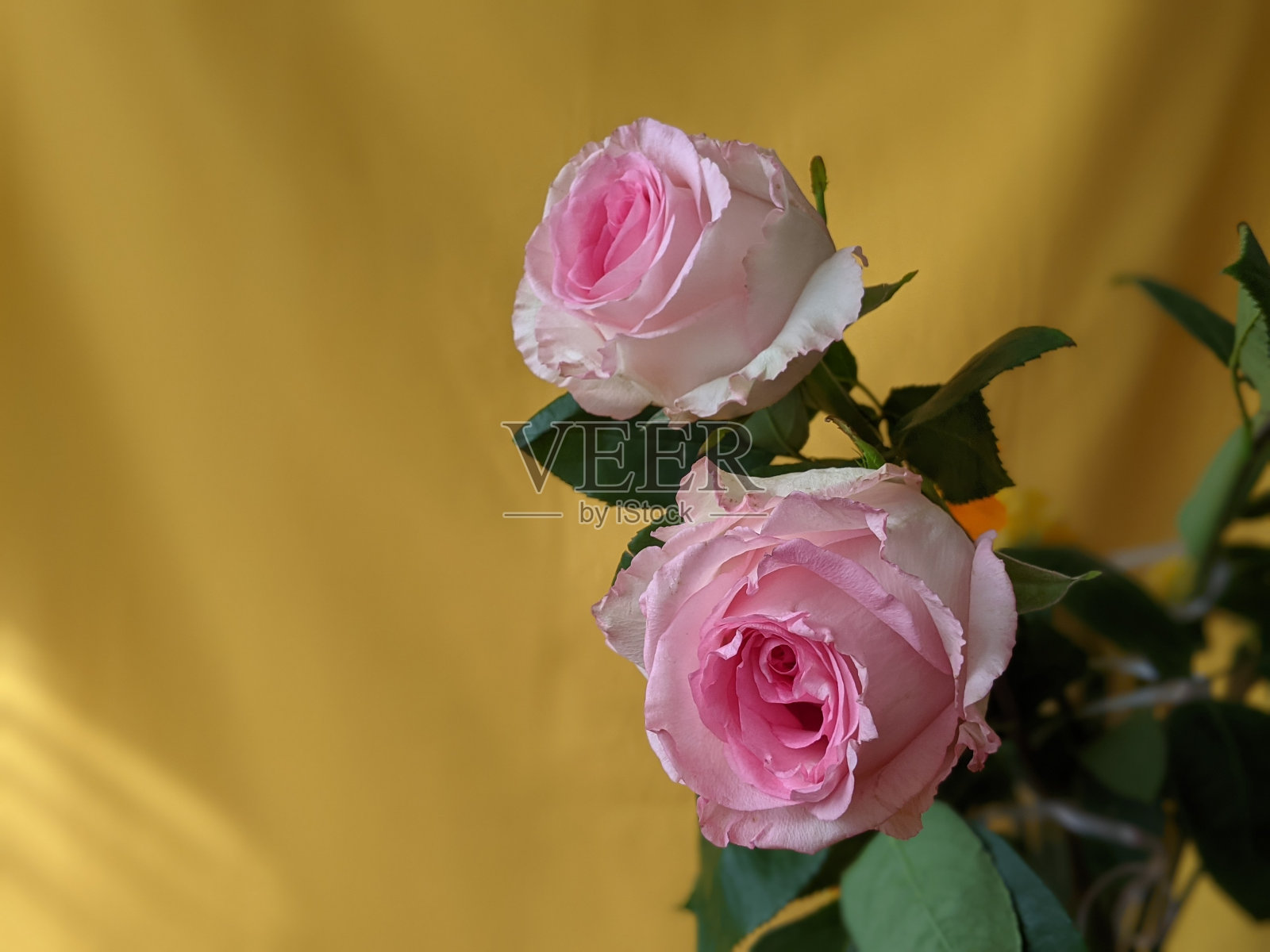 花的照片摄影图片