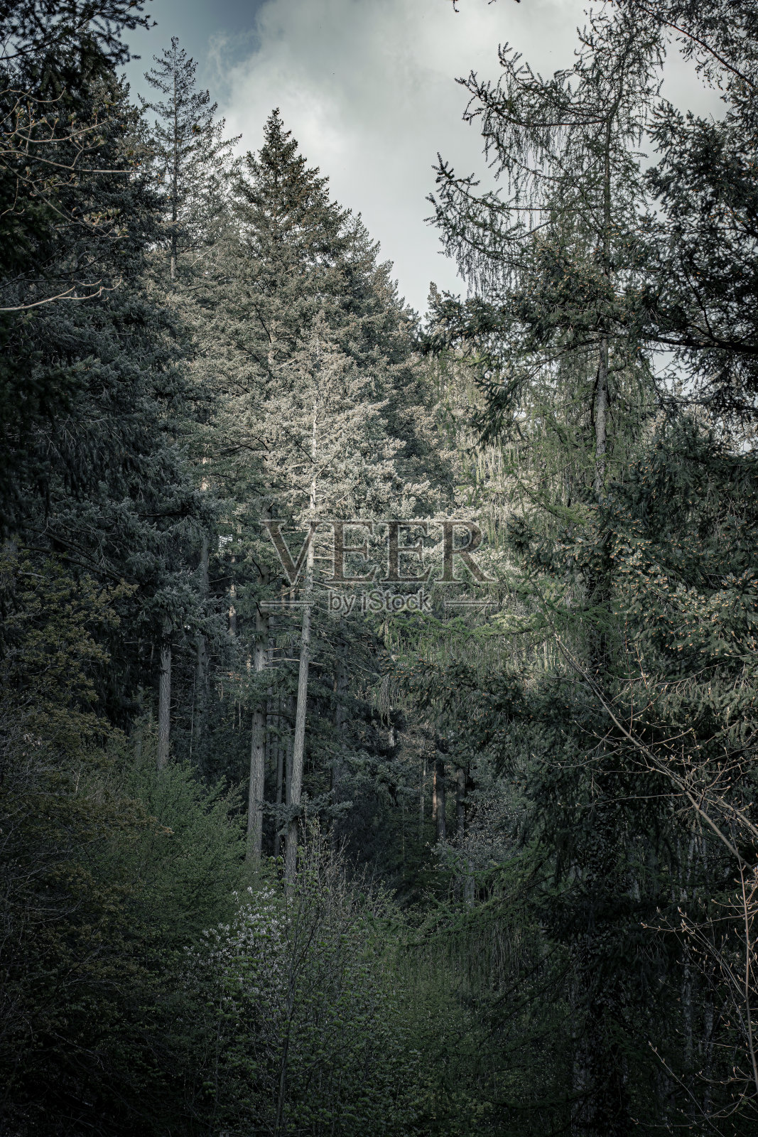 黑森林照片摄影图片