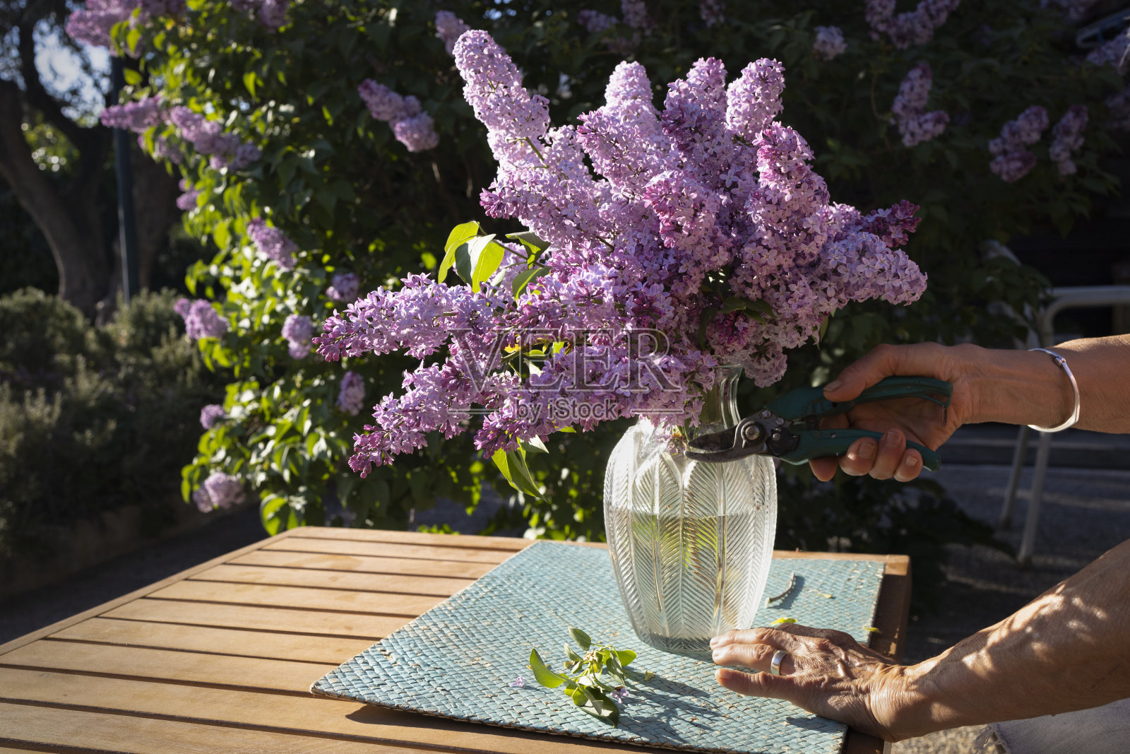 一束刚从花园里摘来的紫丁香。一名妇女正在整理一束紫丁香照片摄影图片