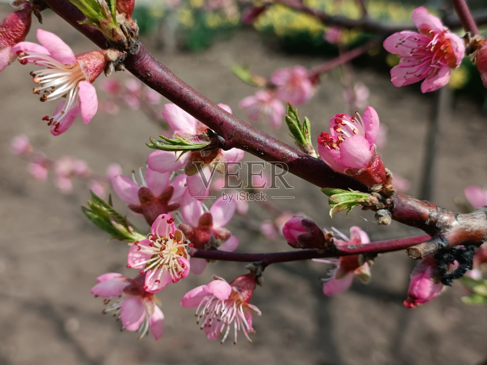桃树开花的树枝。软焦点背景。粉红色的桃花朵朵。照片摄影图片