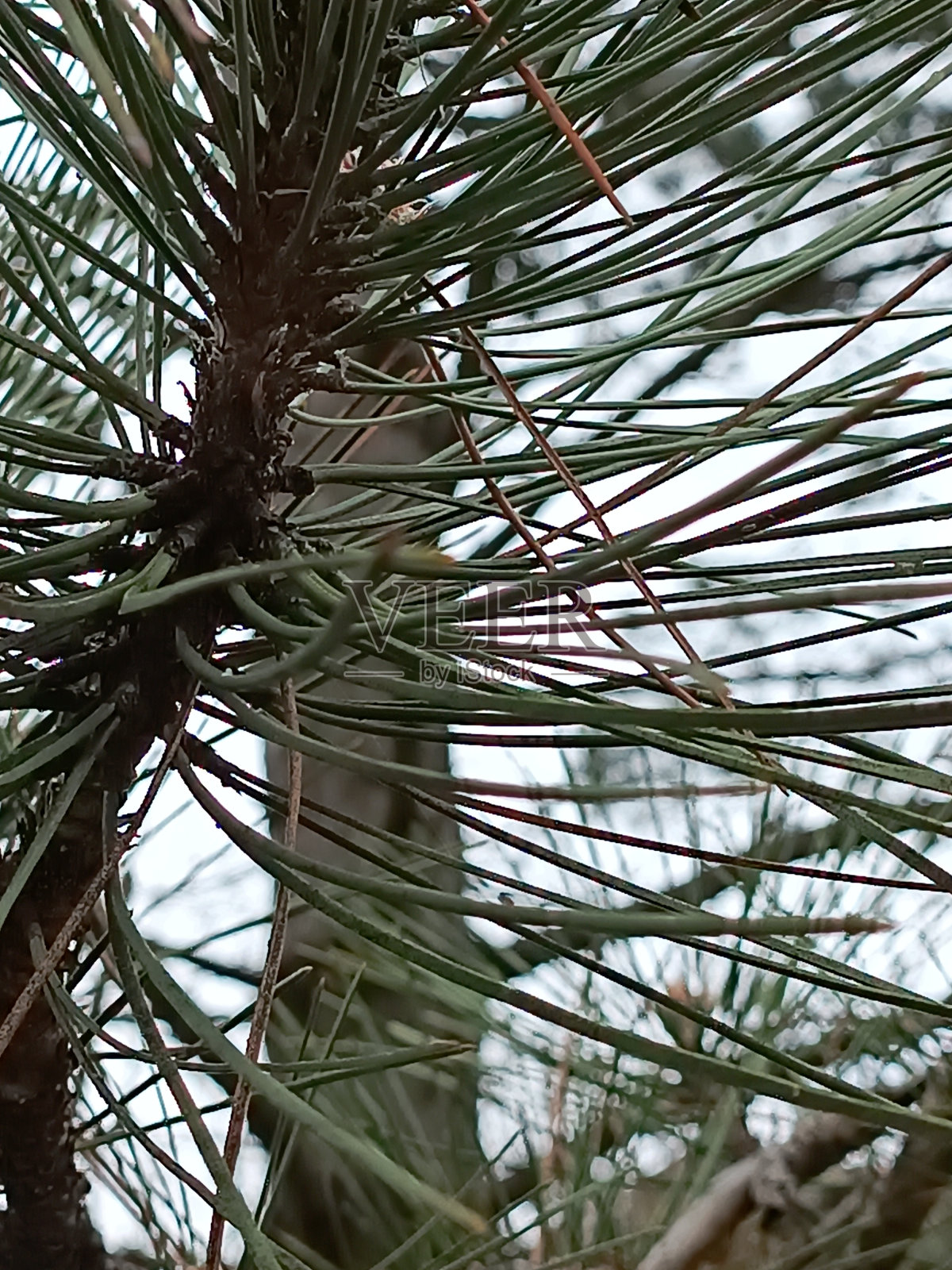 蓝云杉针叶特写。一棵常青树的针为宏观背景。自然的画面。照片摄影图片