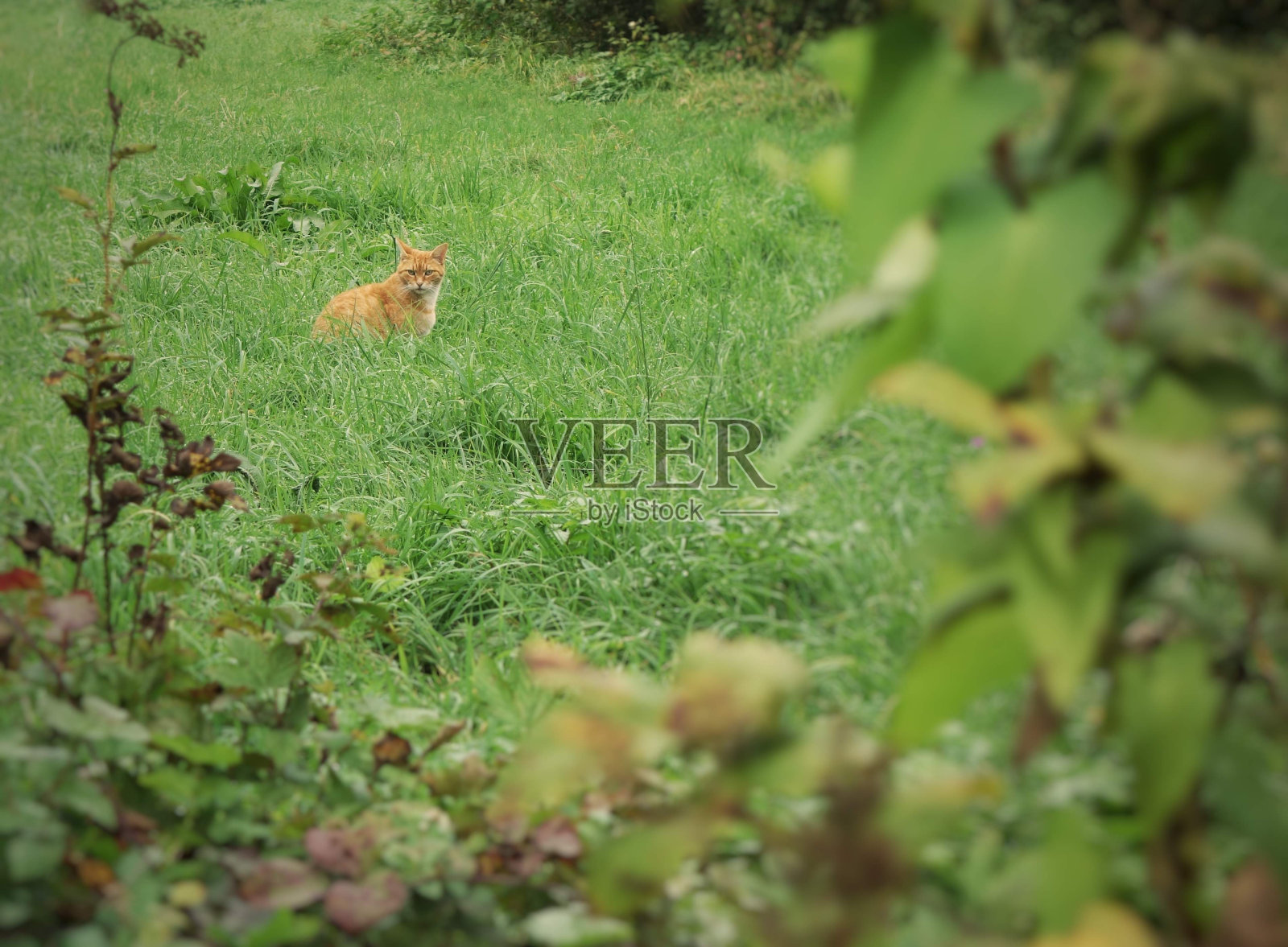 这是一只红色和白色皮毛的猫坐在新鲜的绿色草地上,从灌木丛的一个洞里拍摄的秋景照片摄影图片
