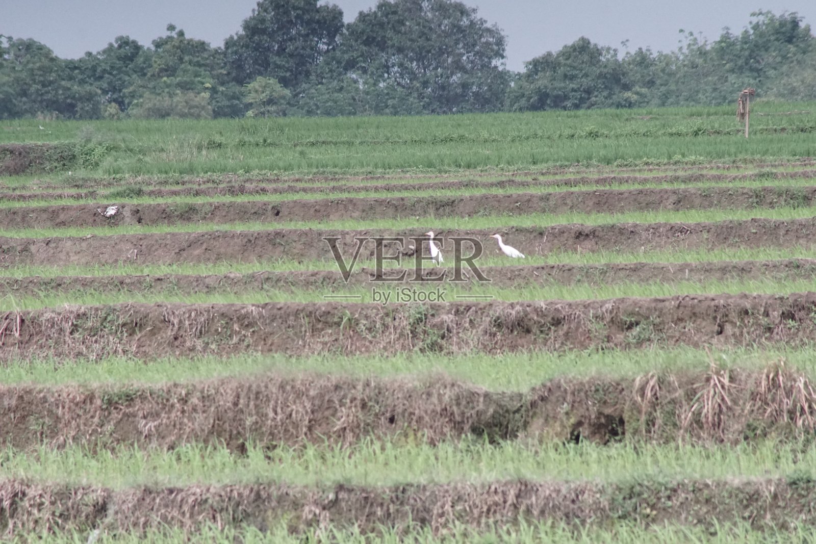 白色的鸟照片摄影图片