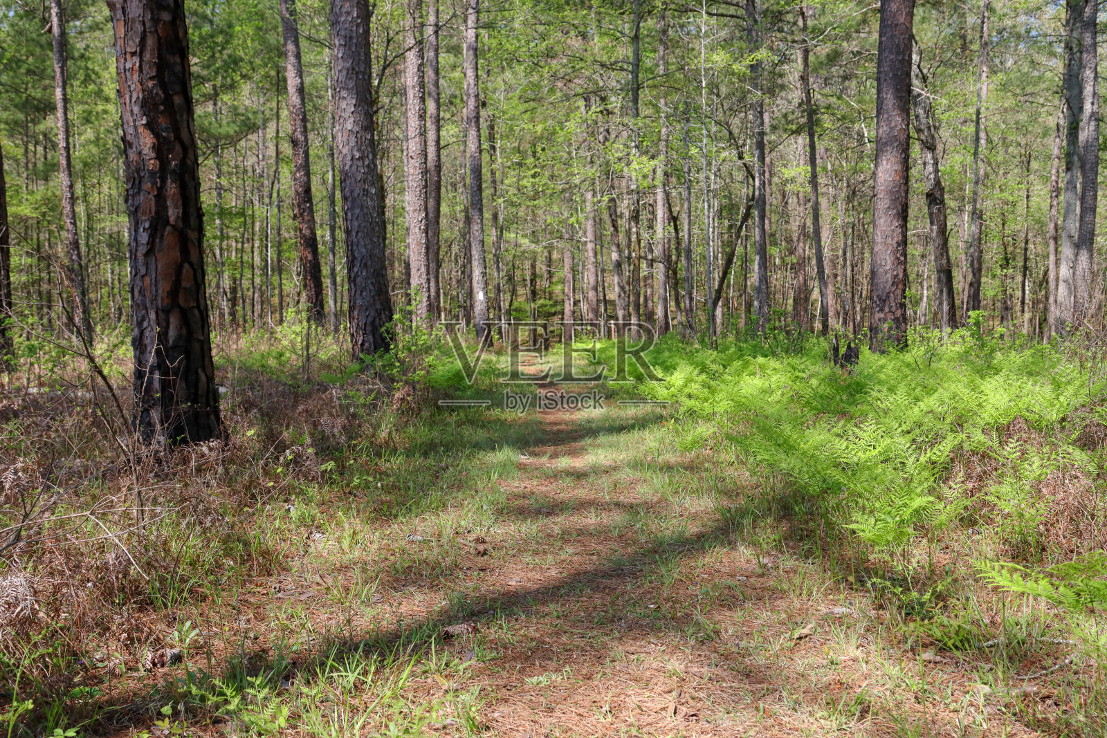 森林的行走照片摄影图片