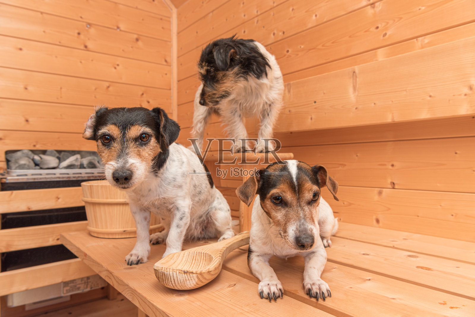 一群可爱的小杰克罗素梗狗在木制云杉桑拿房照片摄影图片