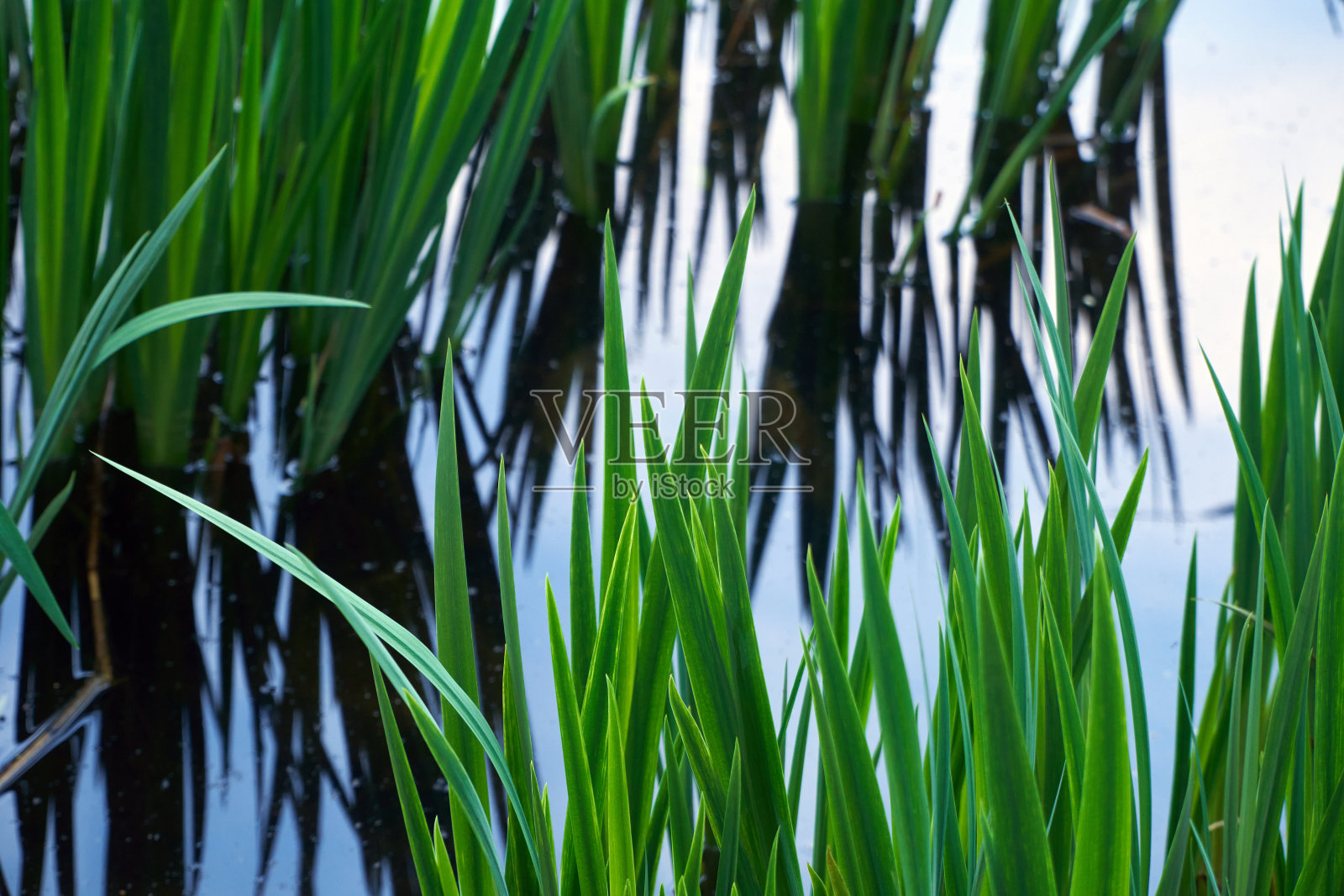 小绿草照片摄影图片