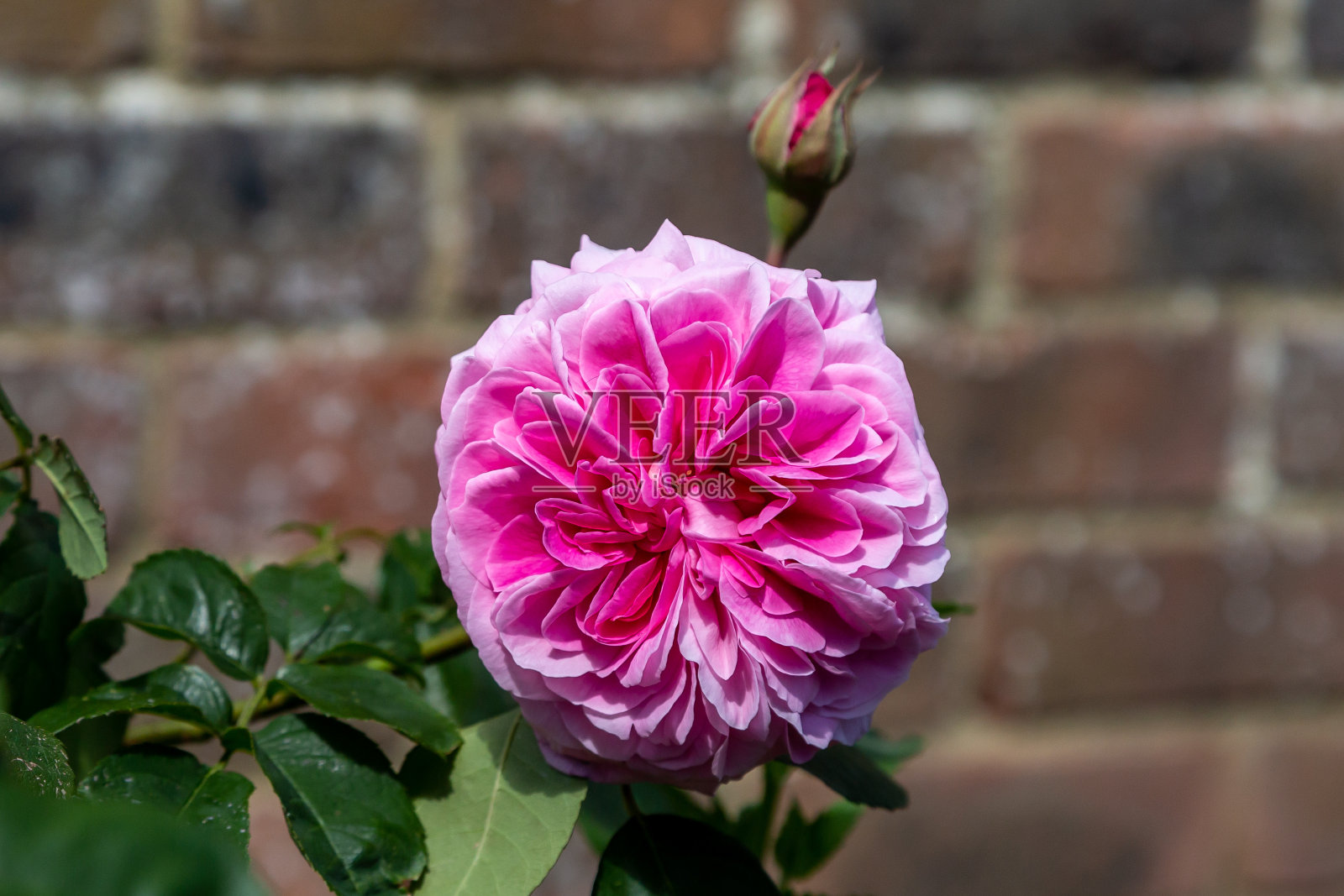 一朵盛开的老式玫瑰,景深浅照片摄影图片
