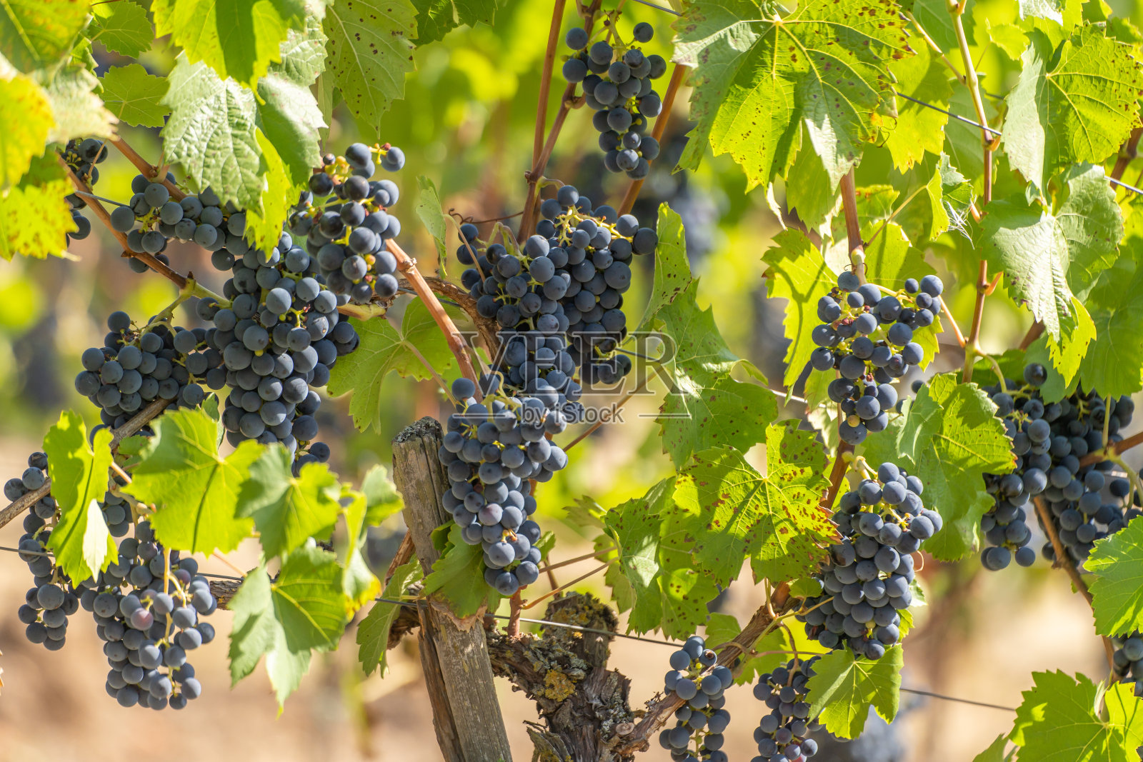 摩泽尔河葡萄藤上的蓝色葡萄特写-非常适合葡萄酒爱好者和自然摄影照片摄影图片