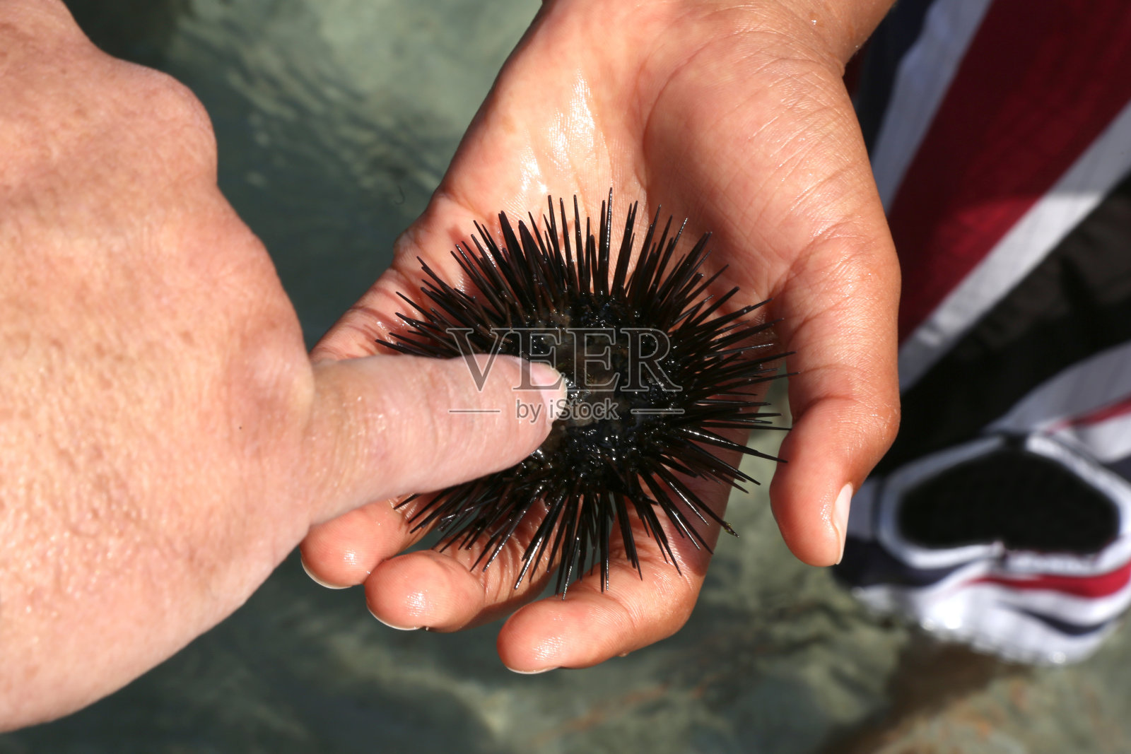 人类手中的海胆。特写镜头。照片摄影图片