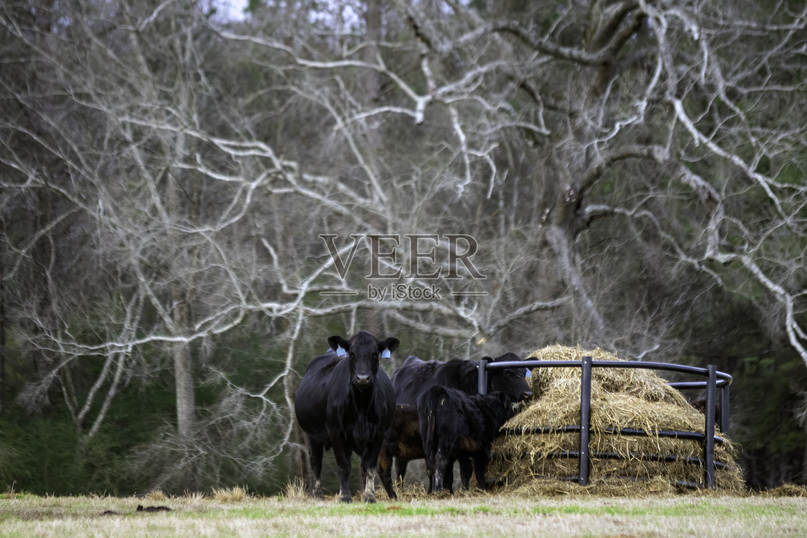 阿拉巴马州冬季牧场上的安格斯牛照片摄影图片
