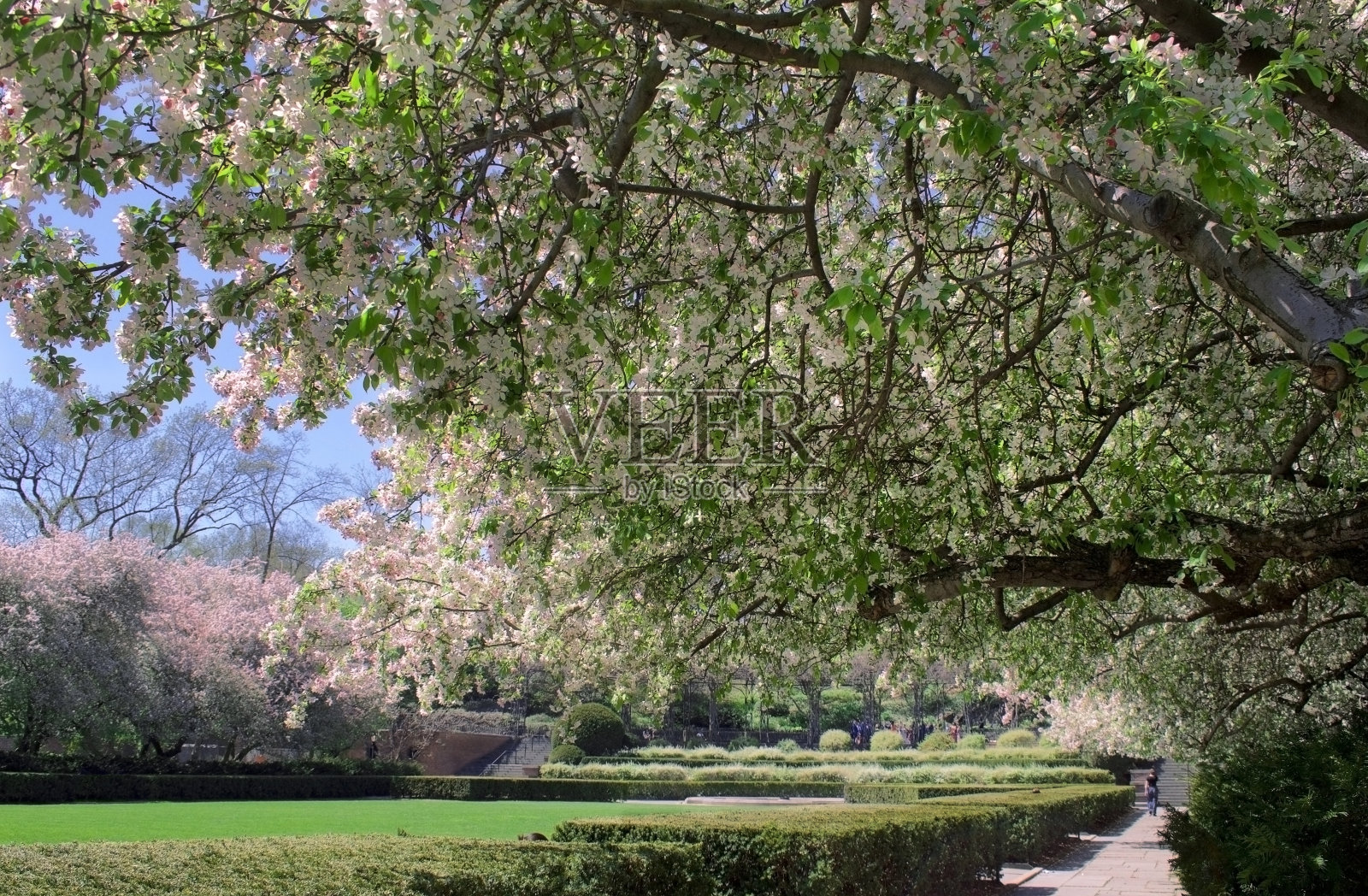 在正式的花园景观中,一条鲜花覆盖的小路上盛开着樱花,背景中有一个女人照片摄影图片