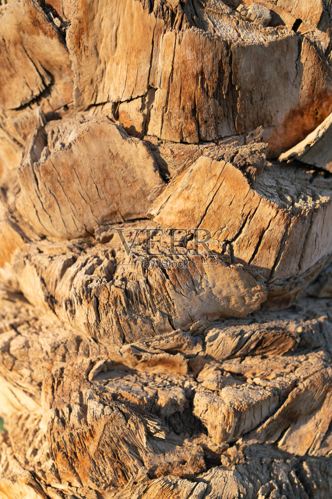 背景:作为背景的棕榈树干手掌的纹理照片摄影图片