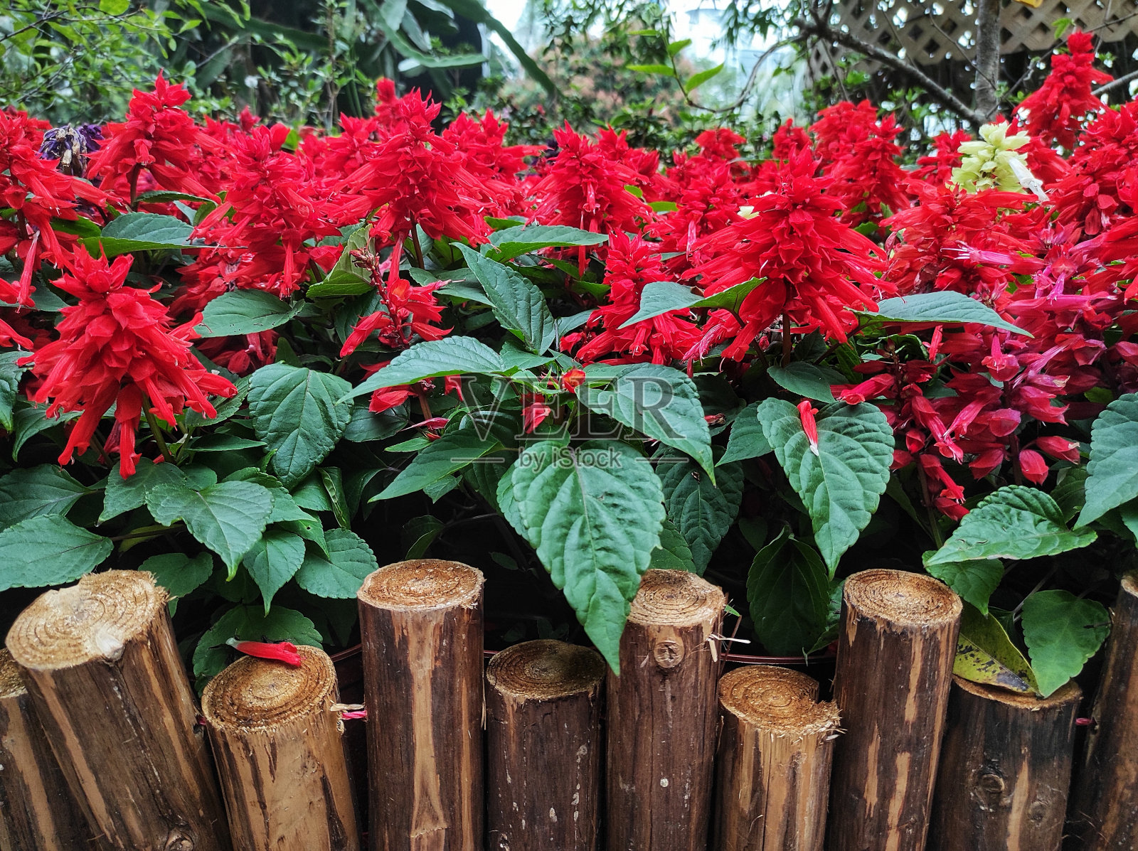 鼠尾草或猩红鼠尾草照片摄影图片