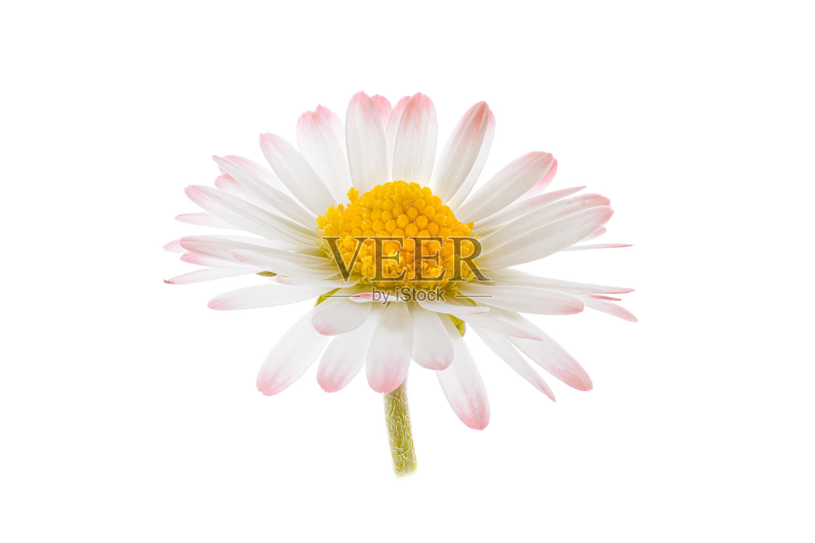 白色花,雏菊单开,多年生菊花照片摄影图片