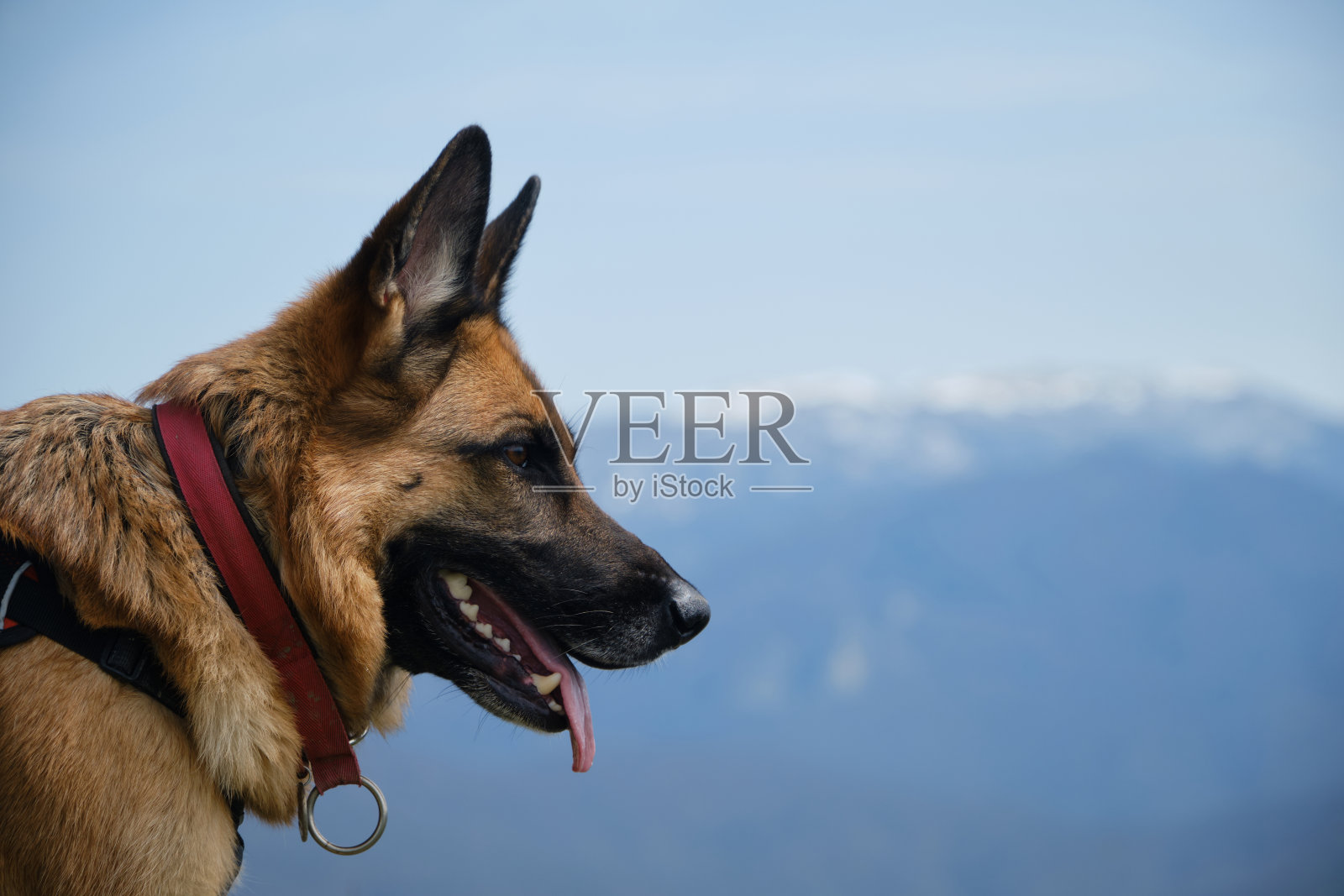 温暖的春日里,一只德国牧羊犬在蓝天雪峰的映衬下伸着舌头微笑。外面的侧面肖像。旅行的概念和远足的狗在山上。照片摄影图片
