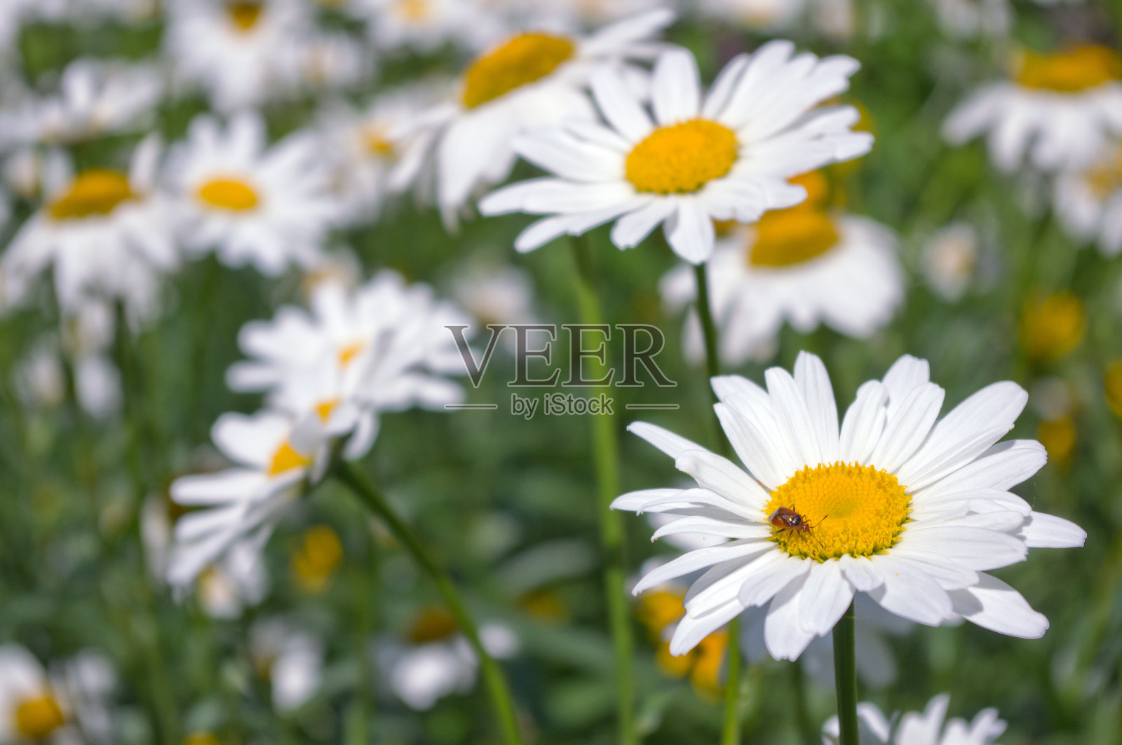 夏日田野里雏菊的背景照片摄影图片