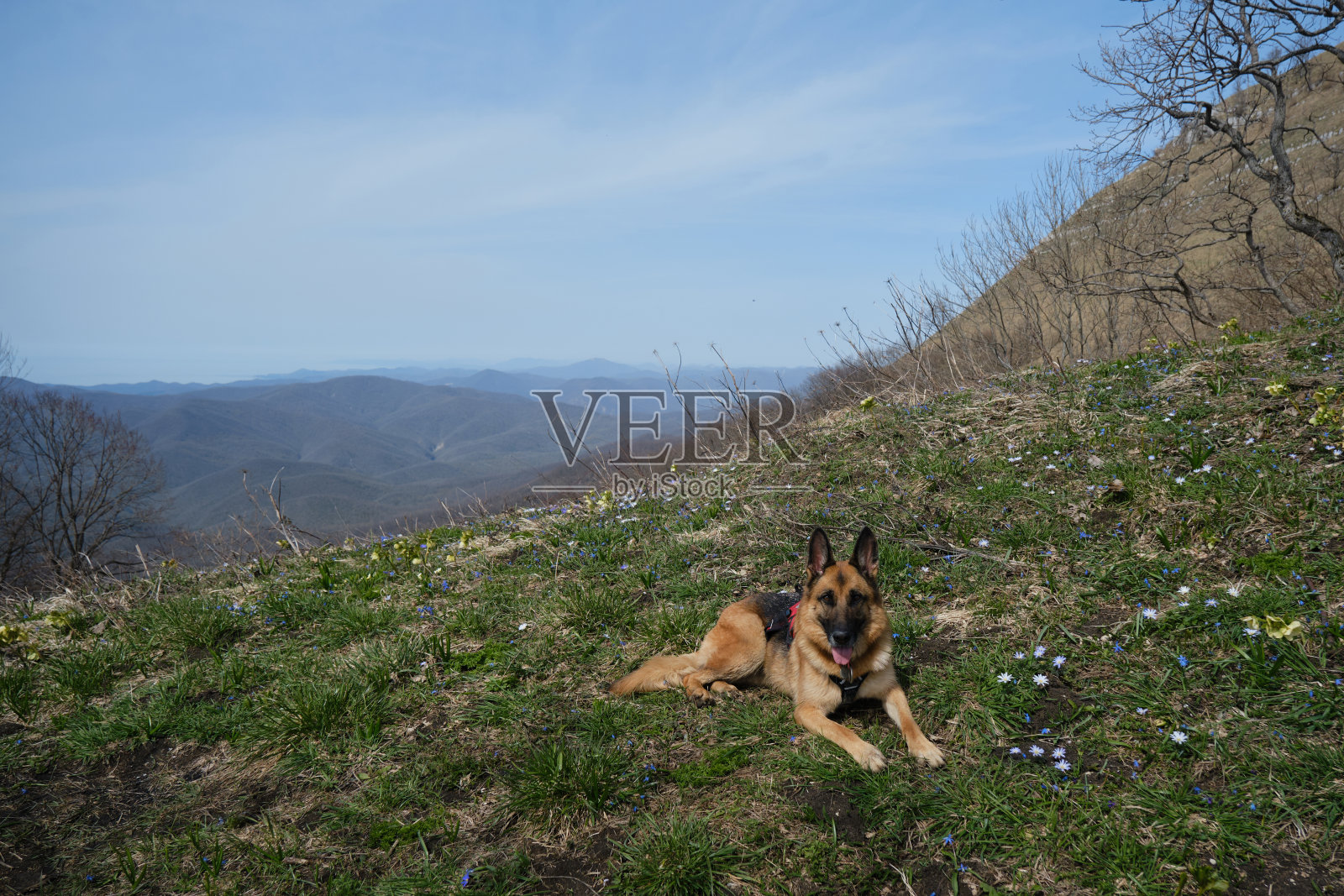 在温暖的春日里,一只德国牧羊犬躺在草甸上的报春花丛中。积极健康的生活方式。宠物欣赏大自然的景色。旅行的概念和远足的狗在山上。照片摄影图片