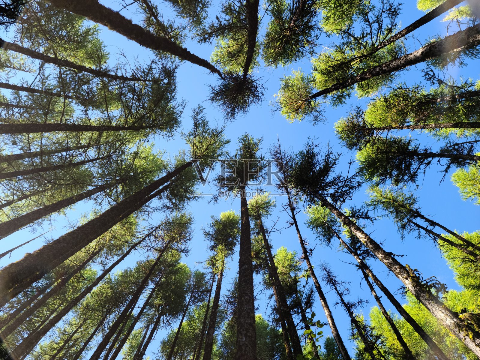 一片大部分被高大树木覆盖的森林照片摄影图片