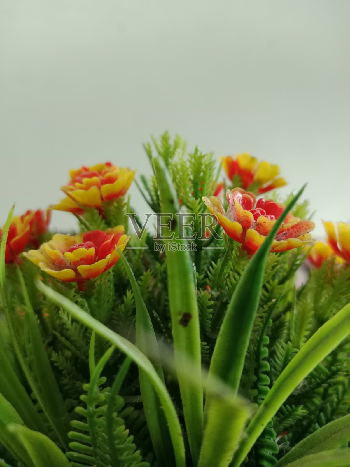 橙蜡花,绿叶照片摄影图片