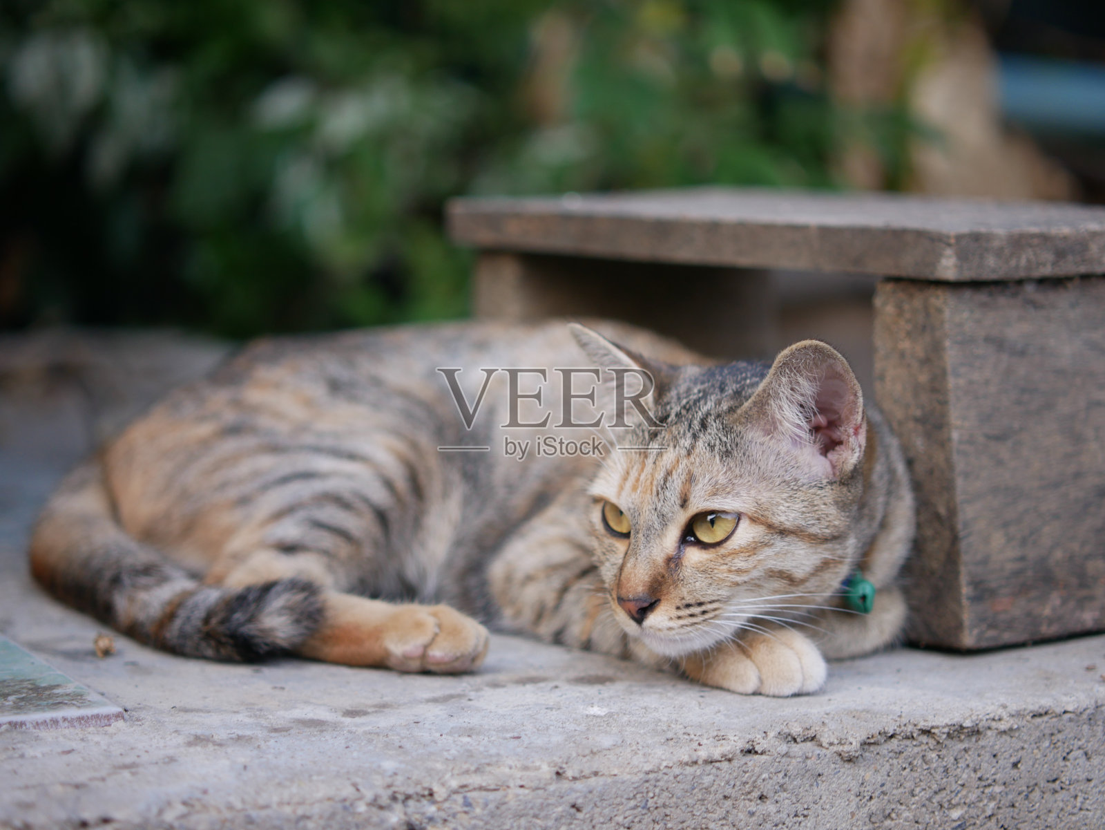 可爱的猫照片摄影图片