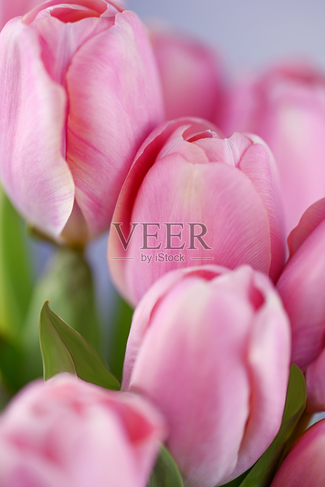 粉色郁金香照片摄影图片