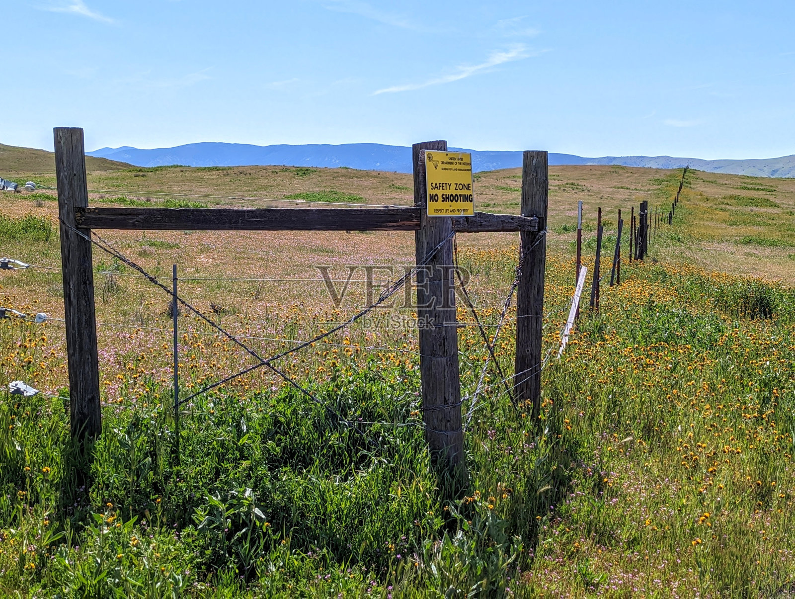 2023年4月初,加利福尼亚州贝克斯菲尔德西部卡里佐平原国家纪念碑的一个牧场上,沿着圣安地列斯山脉的野花盛开照片摄影图片