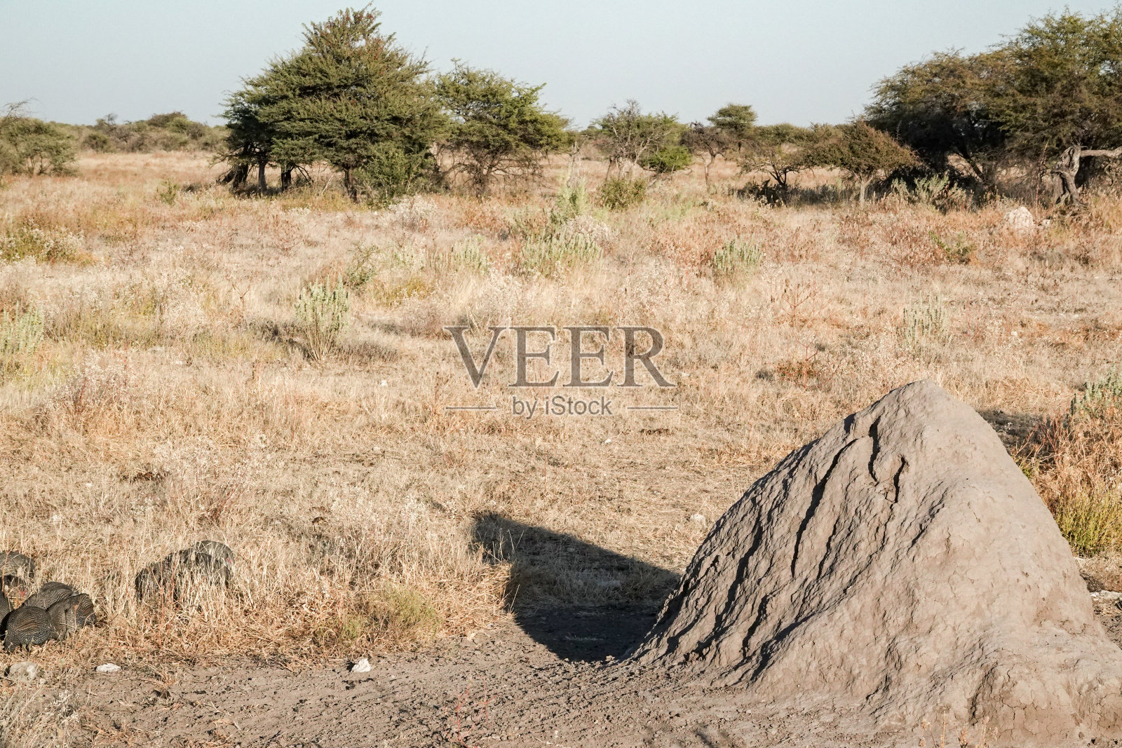 纳米比亚库内地区埃托沙国家公园的蚁丘照片摄影图片