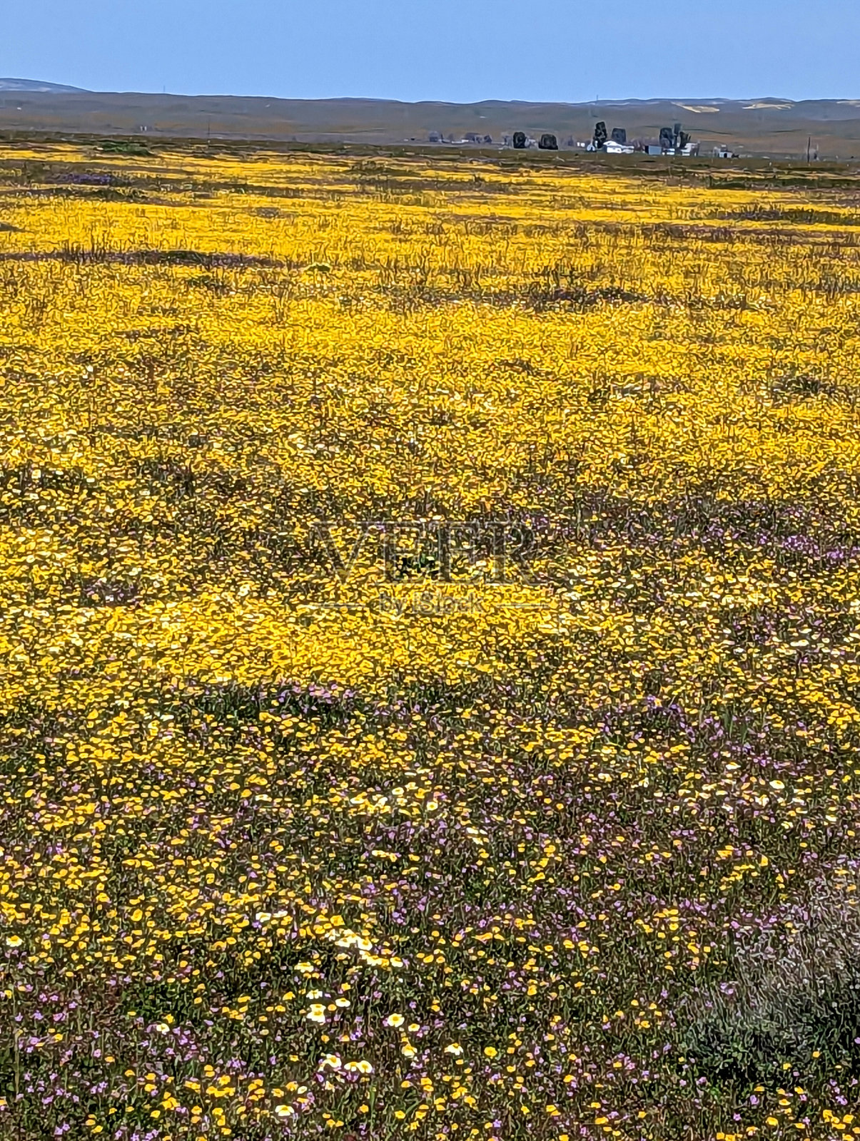 2023年4月初,加利福尼亚州贝克斯菲尔德西部卡里佐平原国家纪念碑的圣安德烈亚斯沿岸野花盛开照片摄影图片