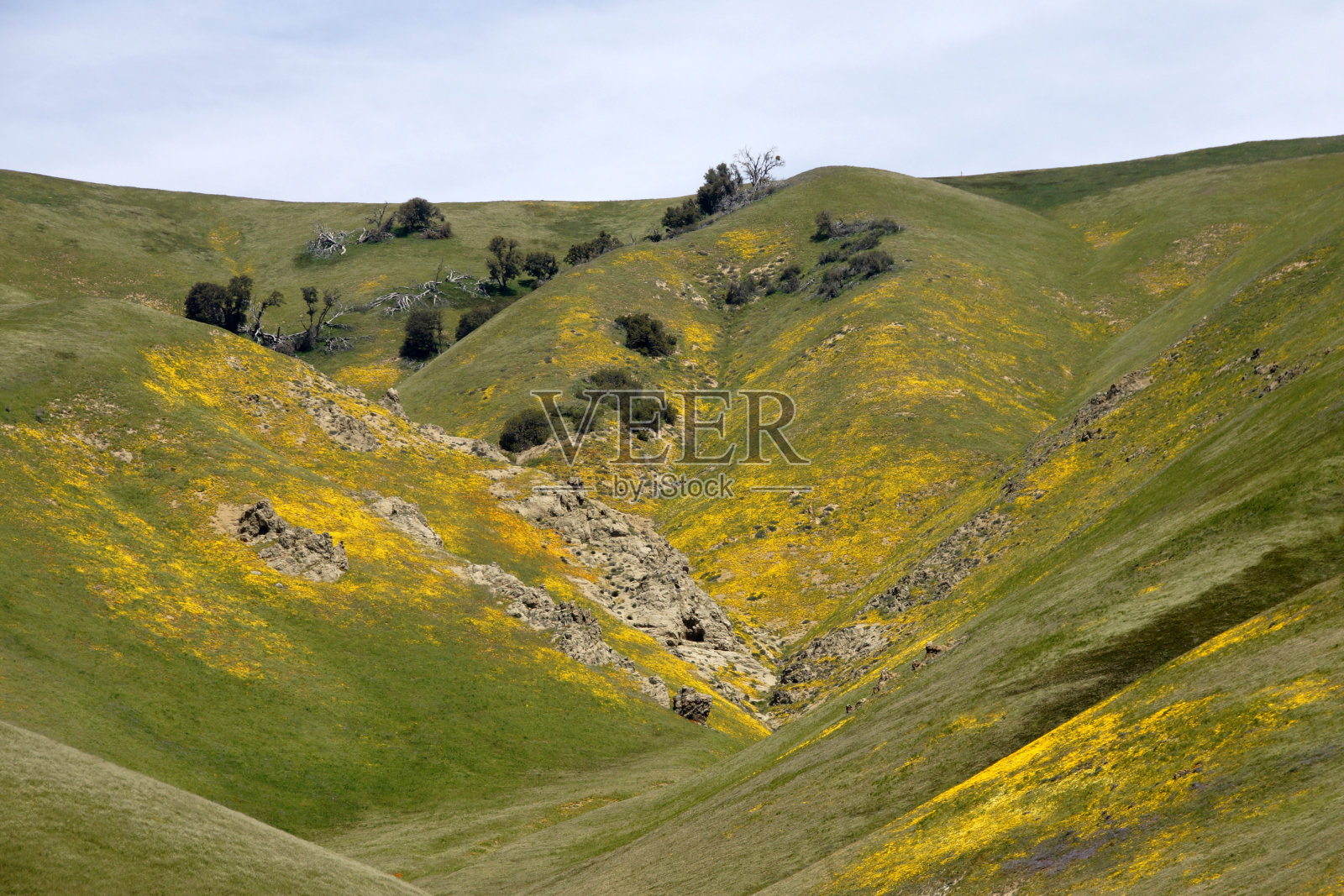 戈尔曼山开始绽放照片摄影图片