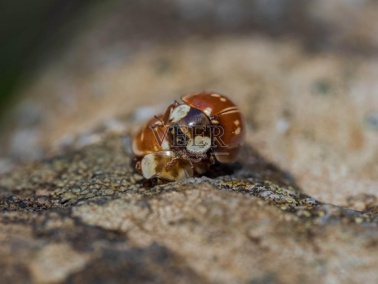 瓢虫的特写照片摄影图片