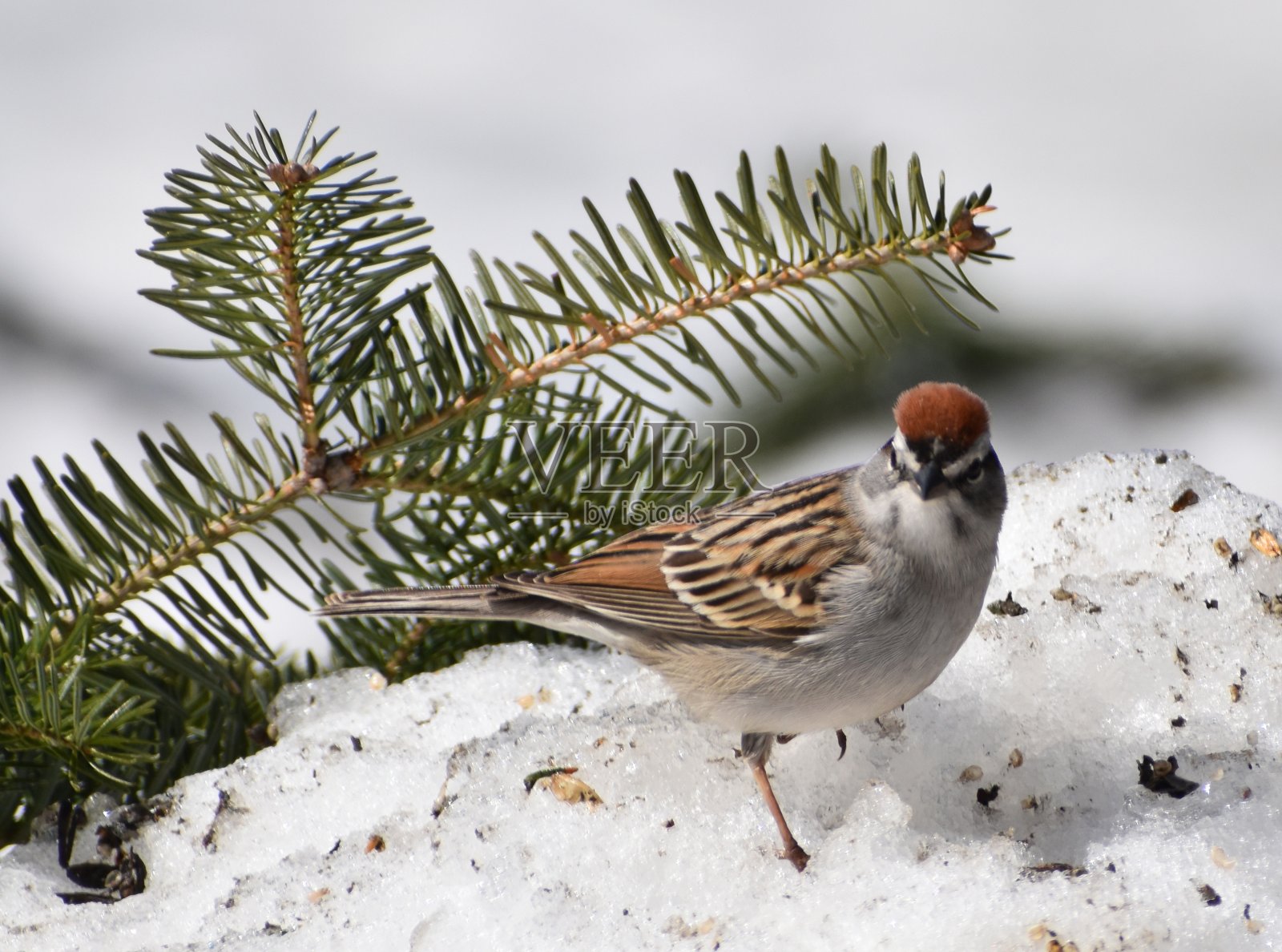 一个bruant照片摄影图片
