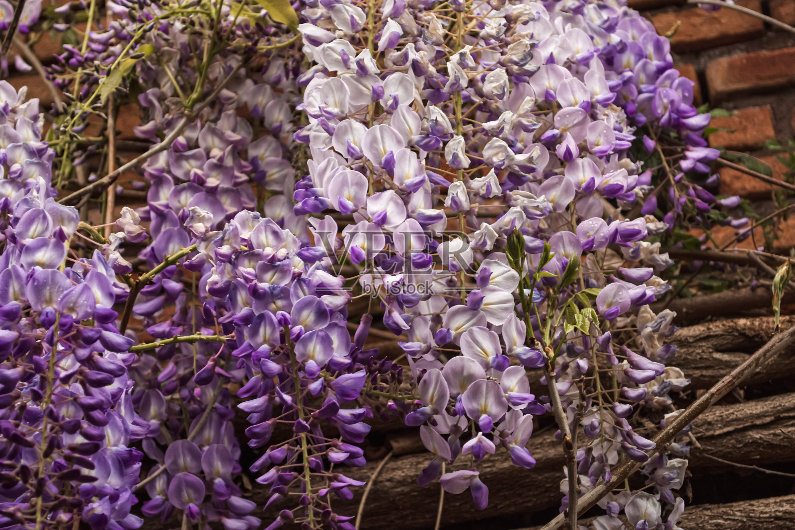 花照片摄影图片