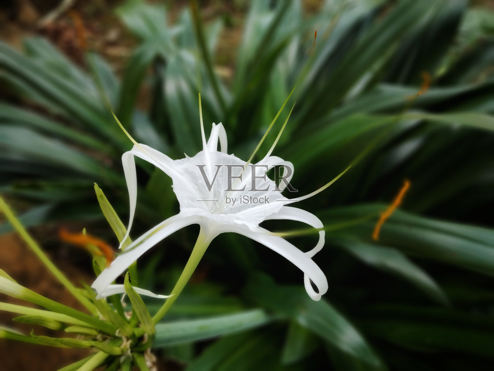 白色的花朵背景照片摄影图片