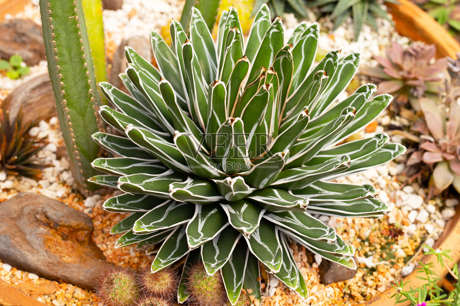 维多利亚女王龙舌兰。龙舌兰victoriae-reginae照片摄影图片