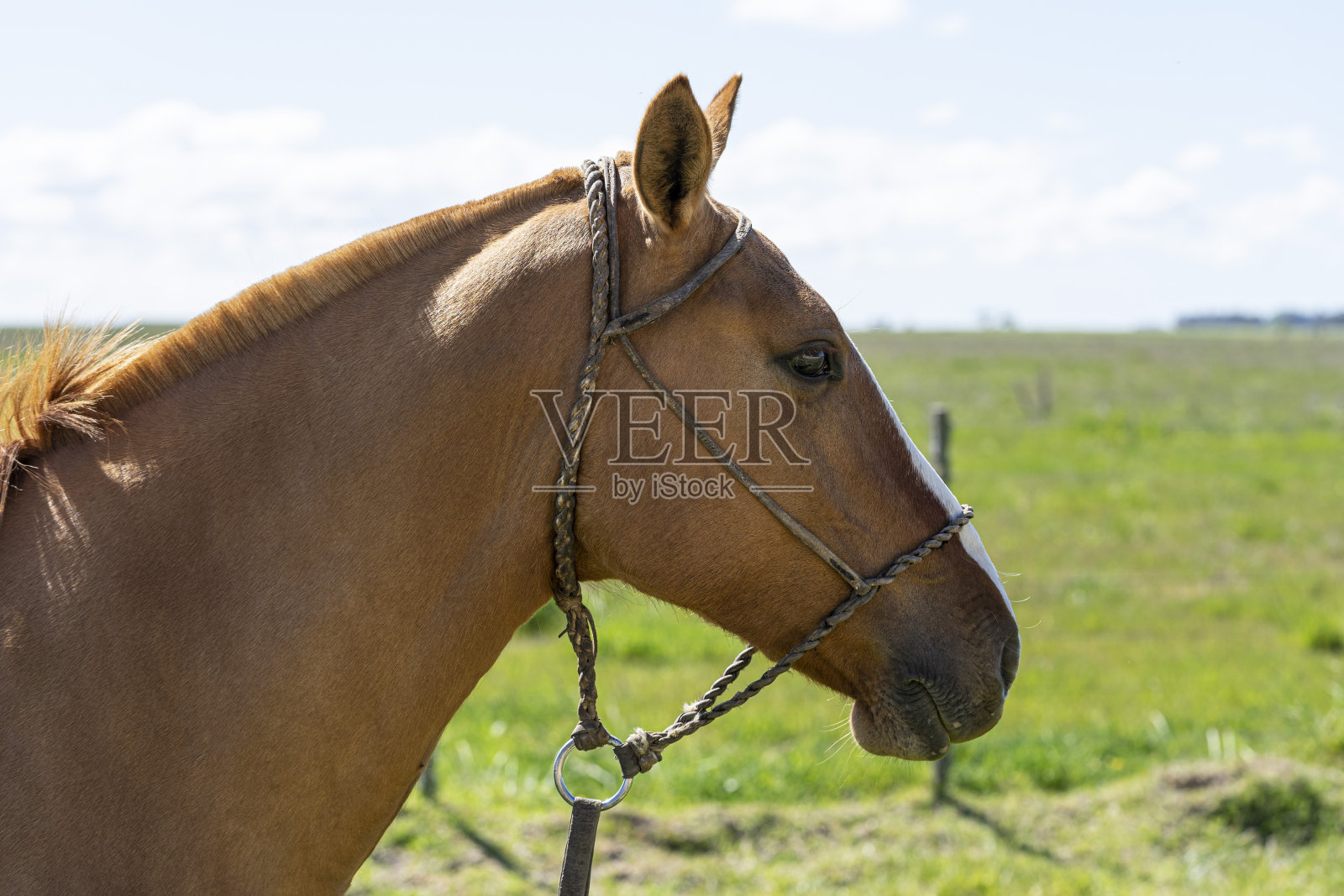 孤独的马,棕色,在阿根廷的潘帕斯草原上照片摄影图片